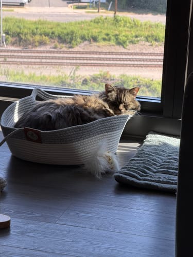 Customer photo review of Instinct Basket | Meet the first research-backed natural territory for indoor cats