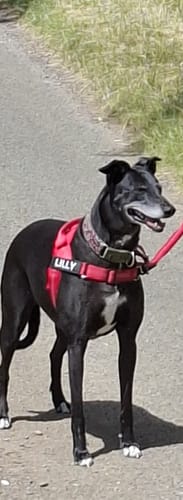 Customer's dog wearing a red harness with a custom name patch that reads 'LILLY'.