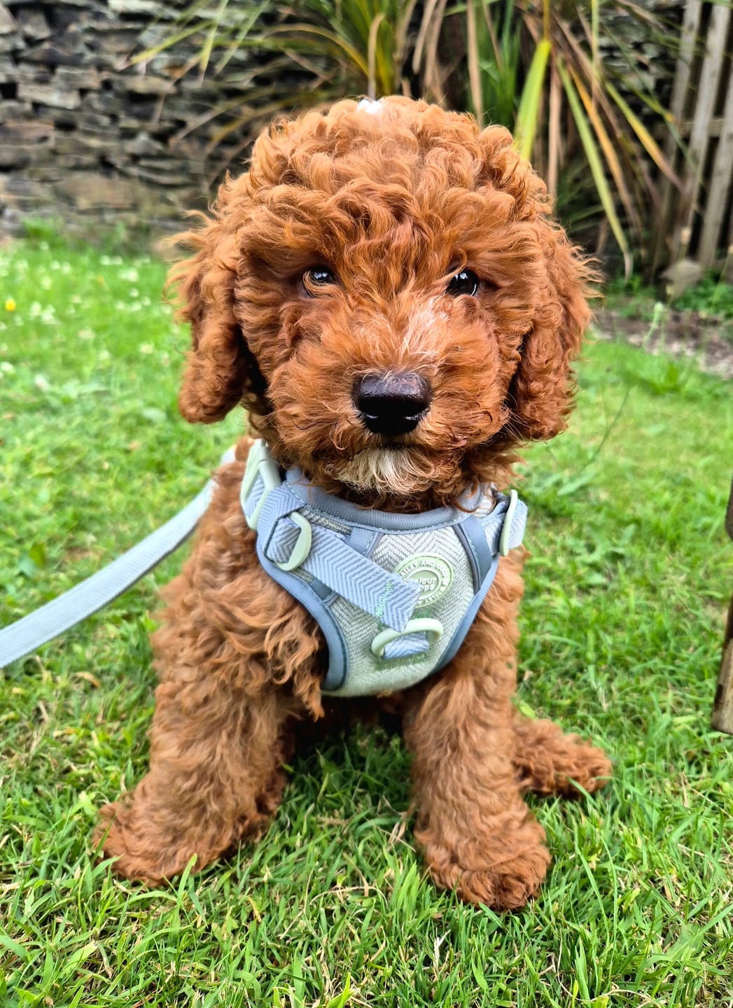 Customer photo review of Trail & Glow Tweed Dog Harness - Colour Drops - Sage Tweed