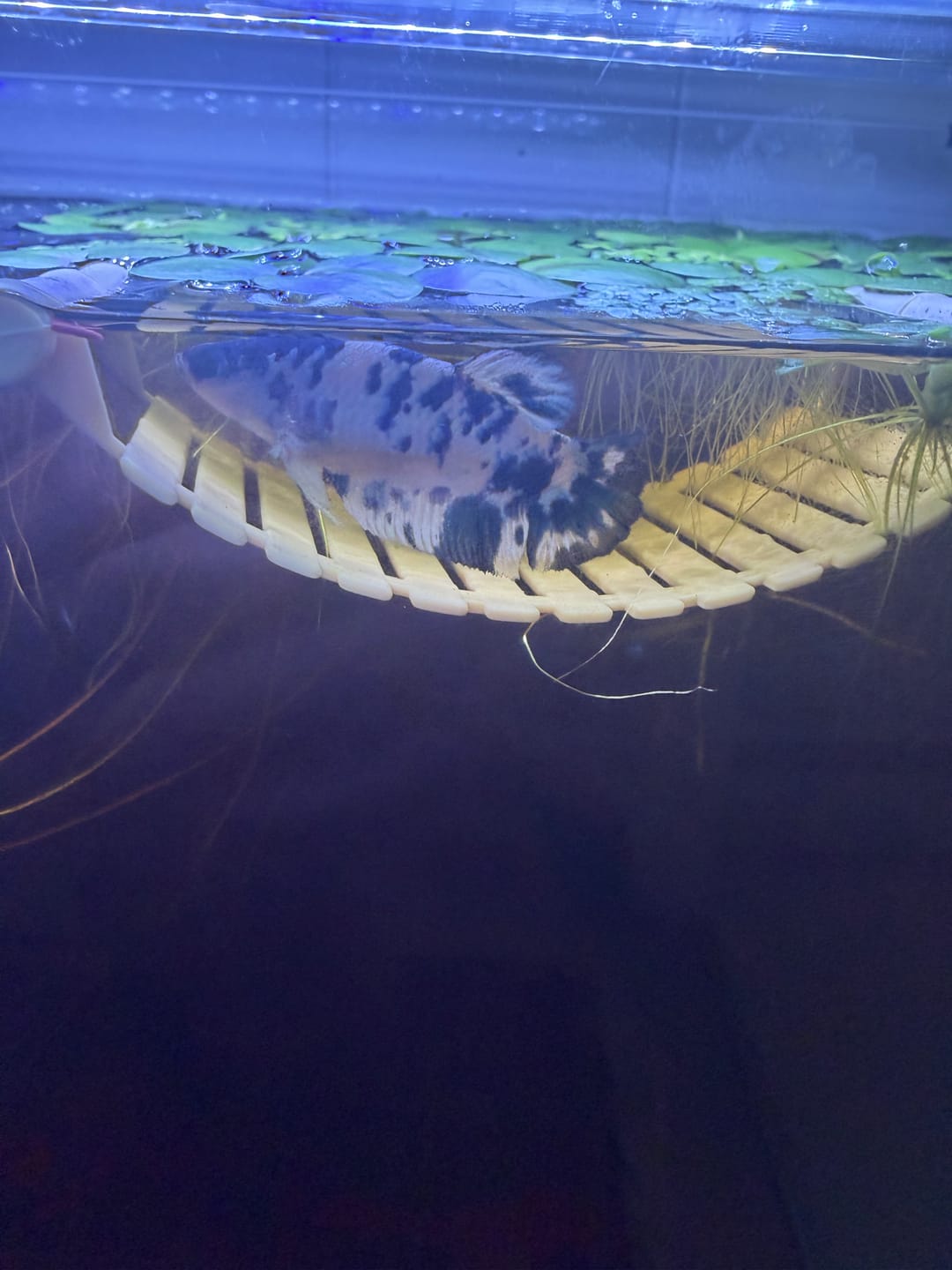 Customer photo review of Female Betta Fish Marble Dot Moo Cow Plakat