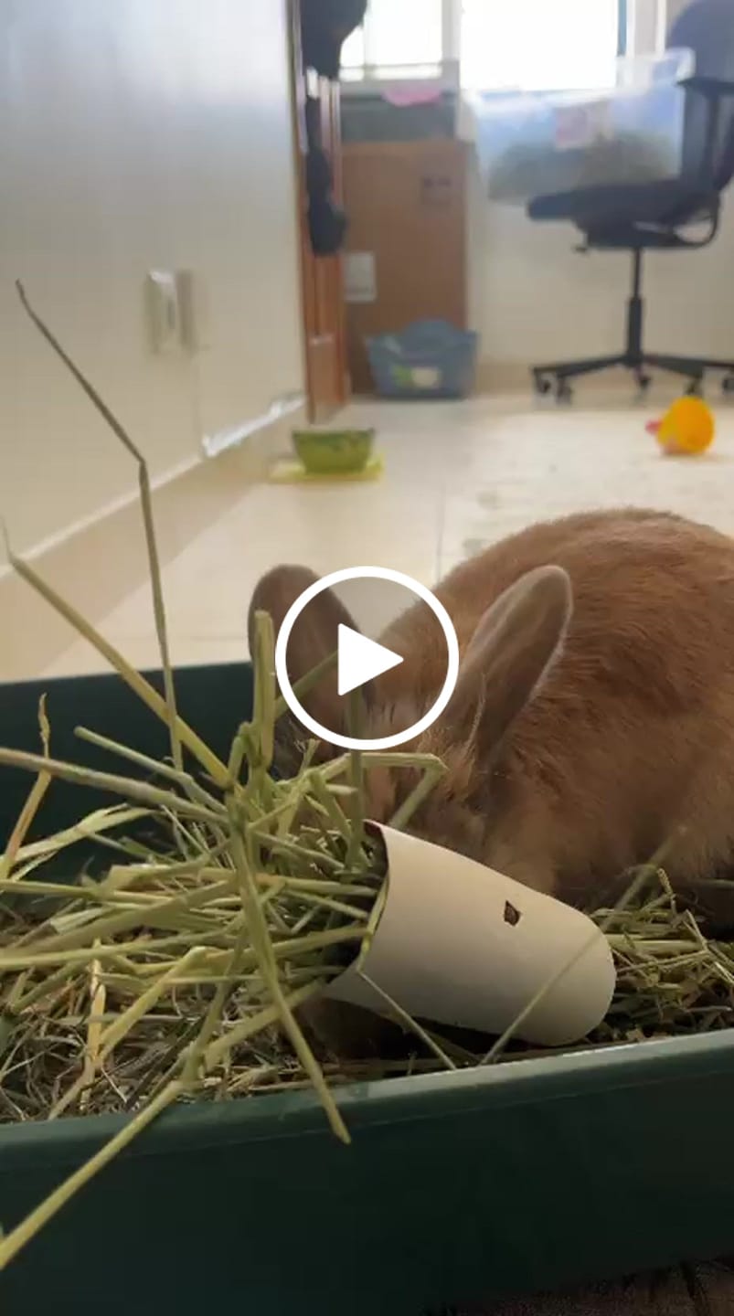 Customer video review of Feno Timóteo by petter®