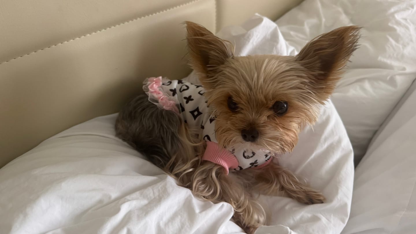 Customer photo review of ✨ Doggo Summer Lace Flash Skirt
