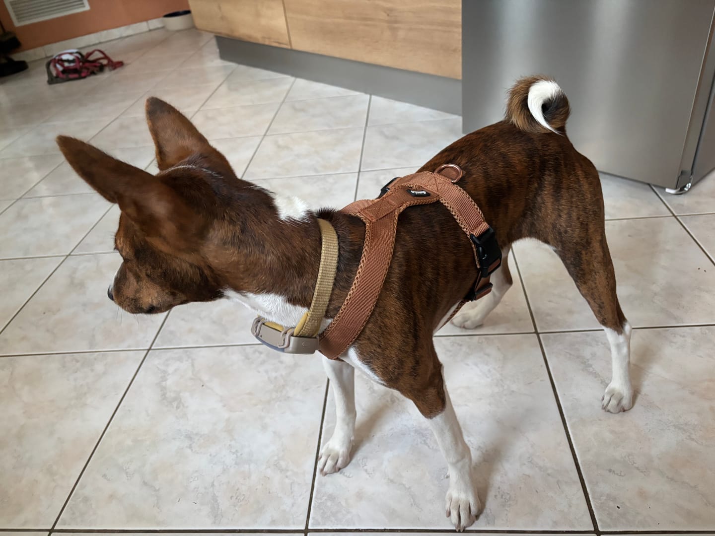 Customer photo review of Windhundgeschirr FUN Welpe/Windspiel "Caramel"