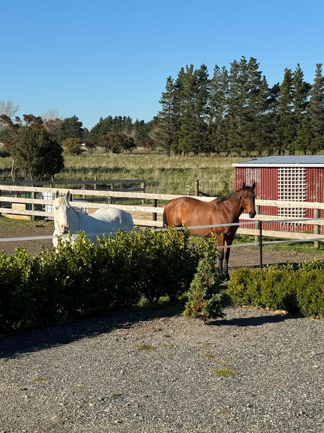 Customer photo review of Vetpro Relax