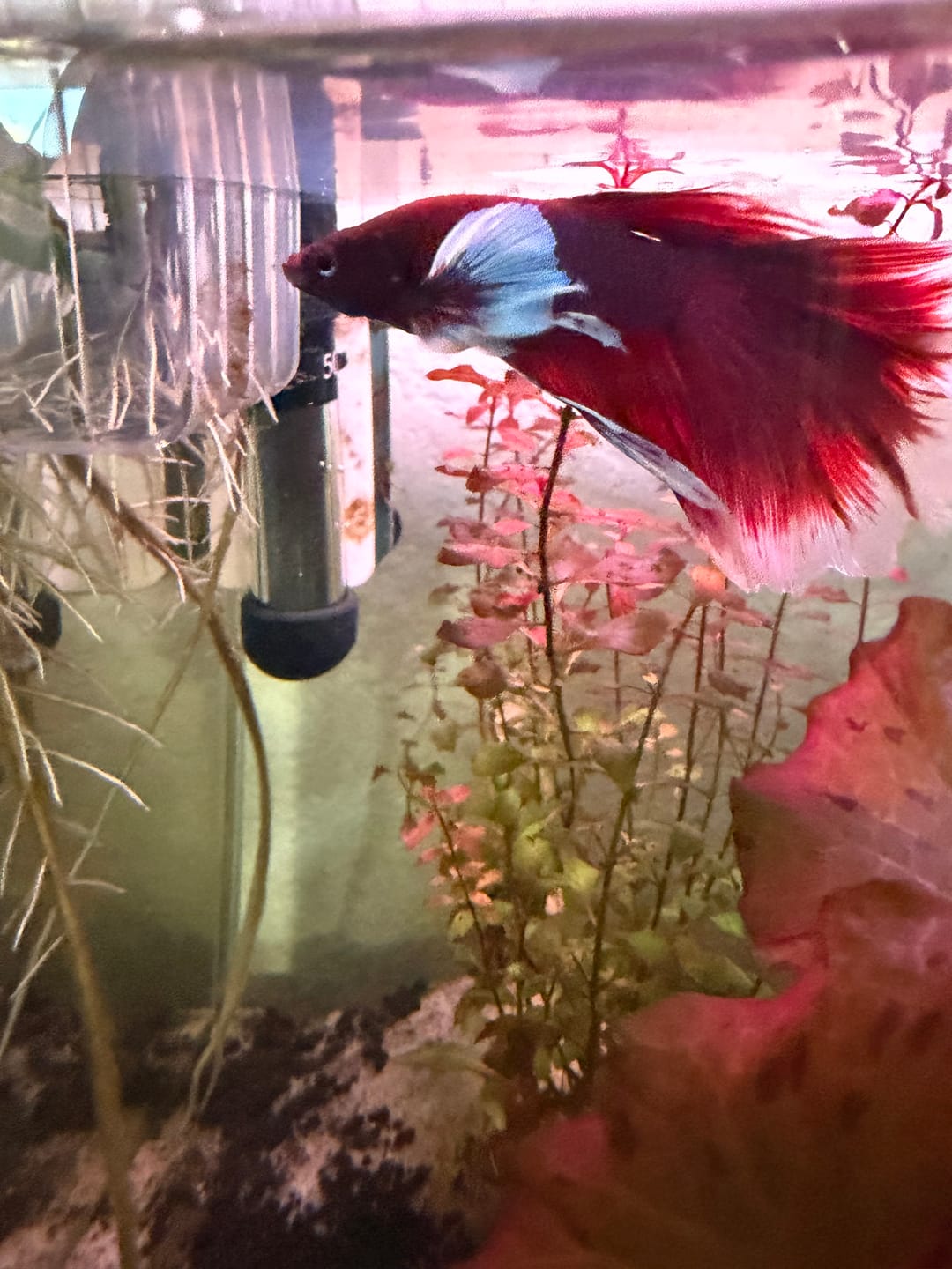 Customer photo review of Dumbo Lavender Halfmoon Male Betta Fish