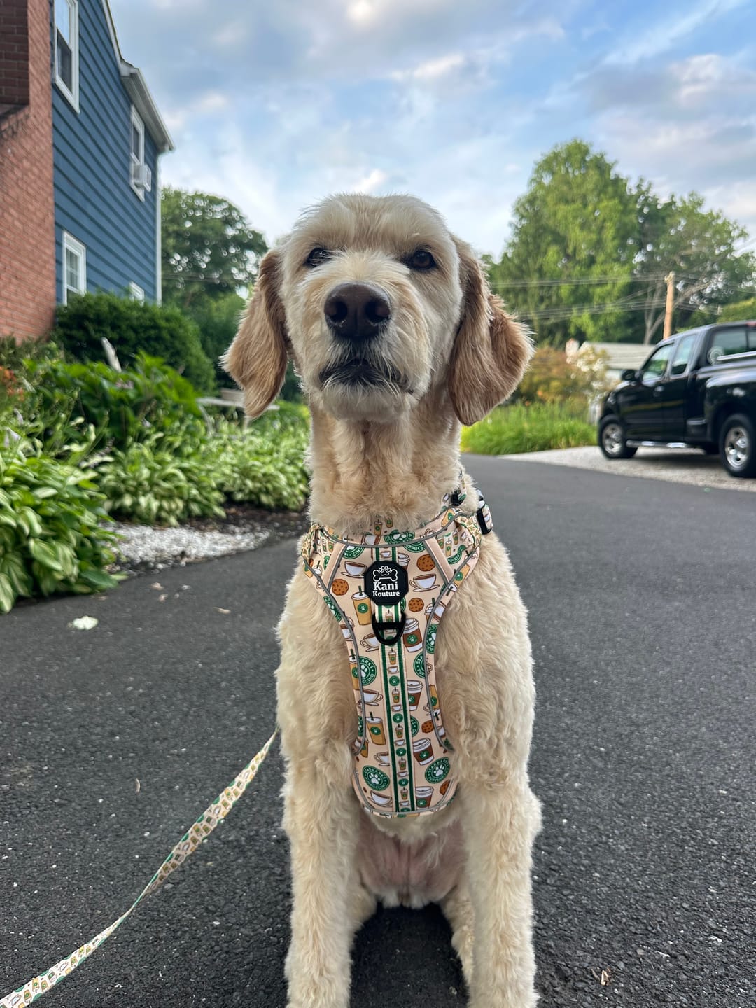 Customer photo review of Cream & Cocoa - Adventure Harness