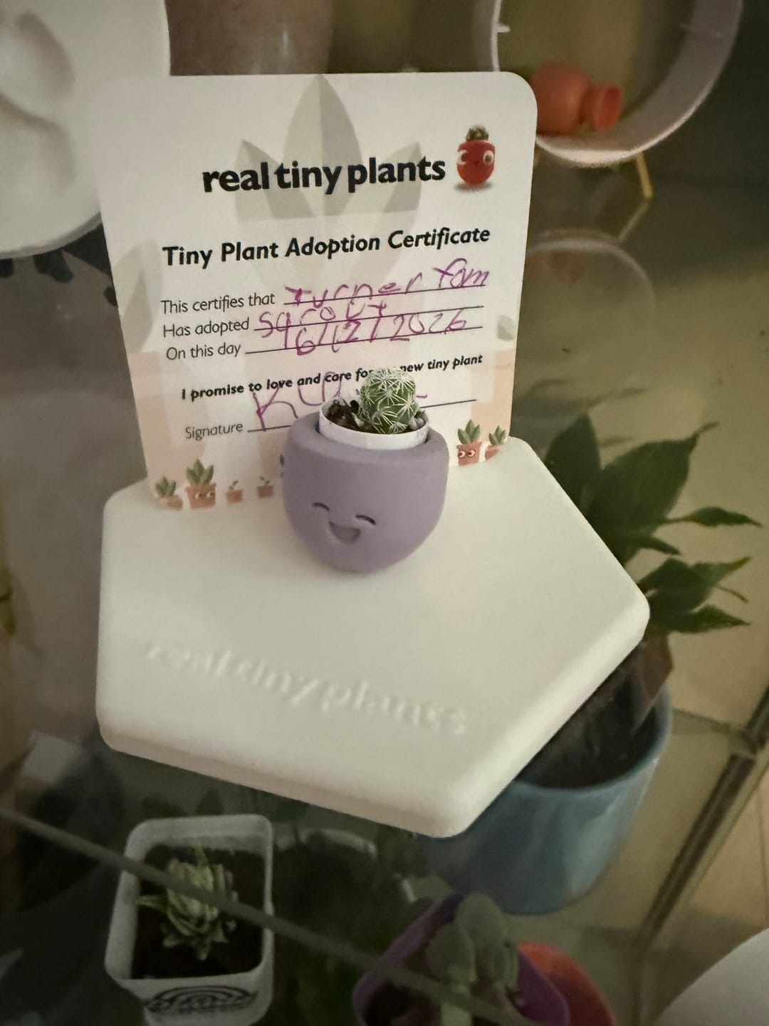 Customer photo review of Little Lavender
