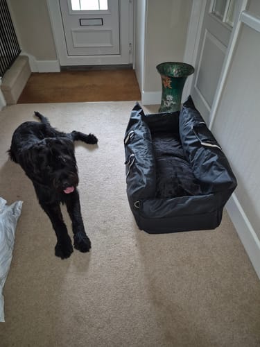 Reviewer's large black Dog Dock V2 on the floor next to their large dog, showing its relative size.