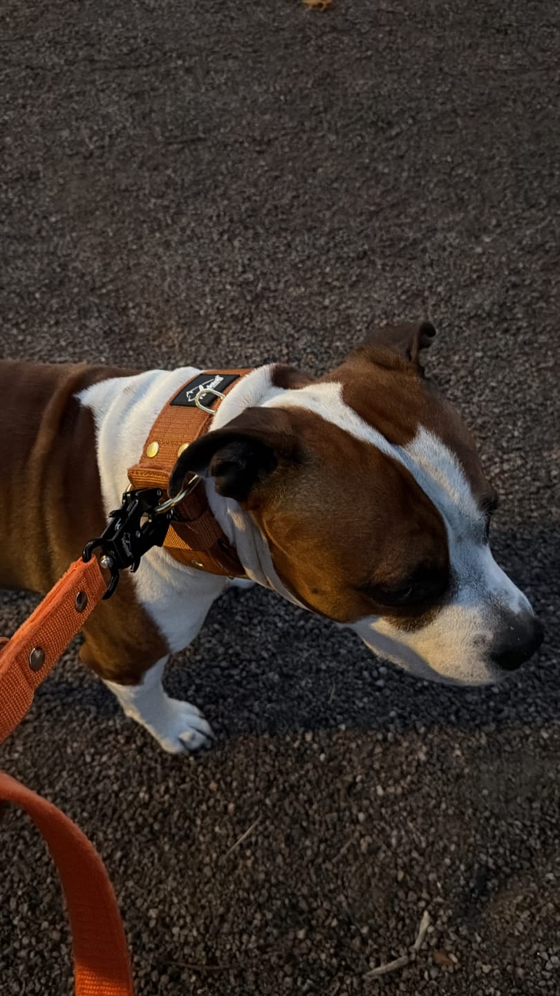 Customer photo review of Active Golden Svart - Brett slitstarkt halsband med spänne