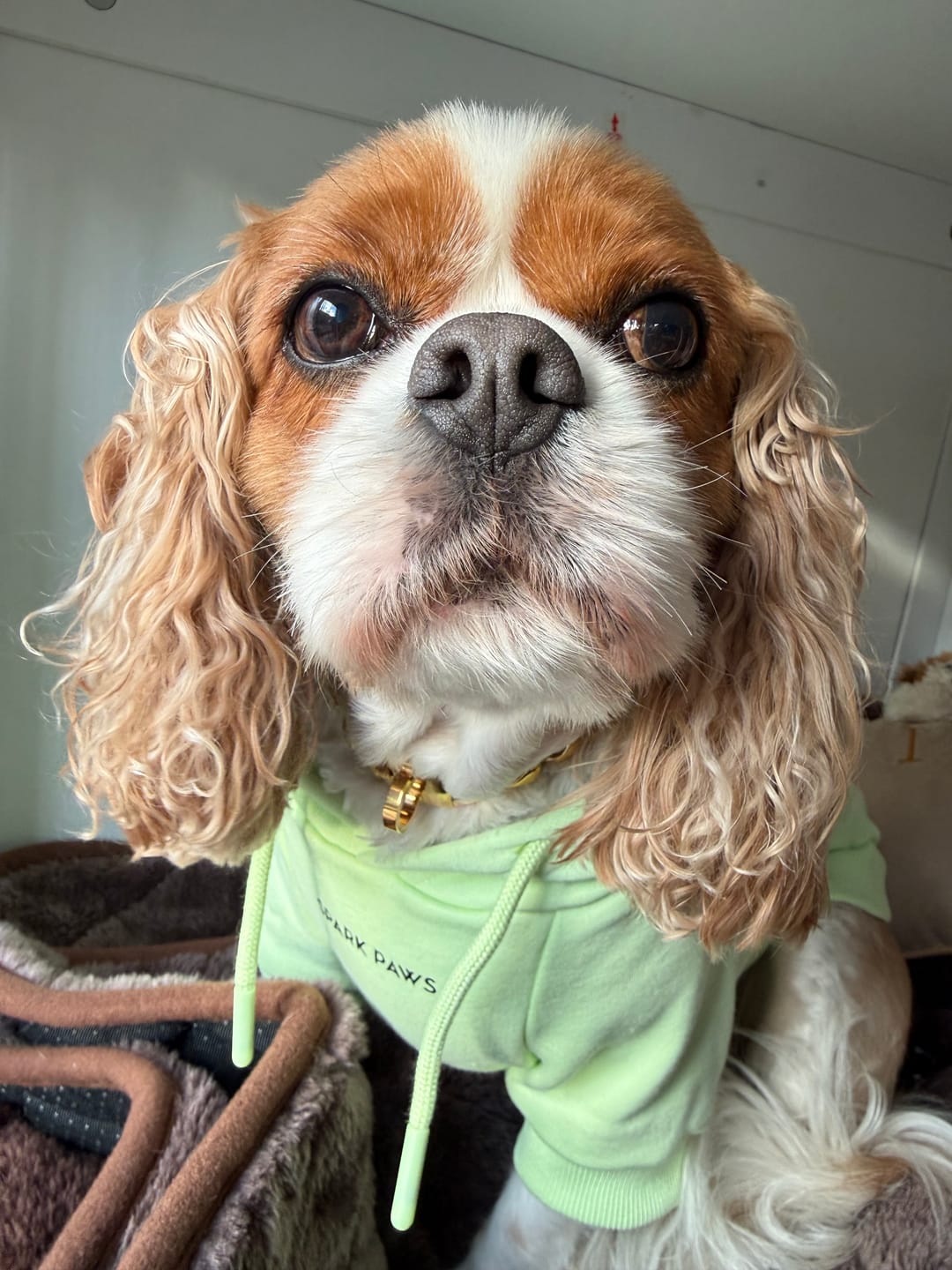 Customer photo review of Essential Dog Hoodie - Honey Dew