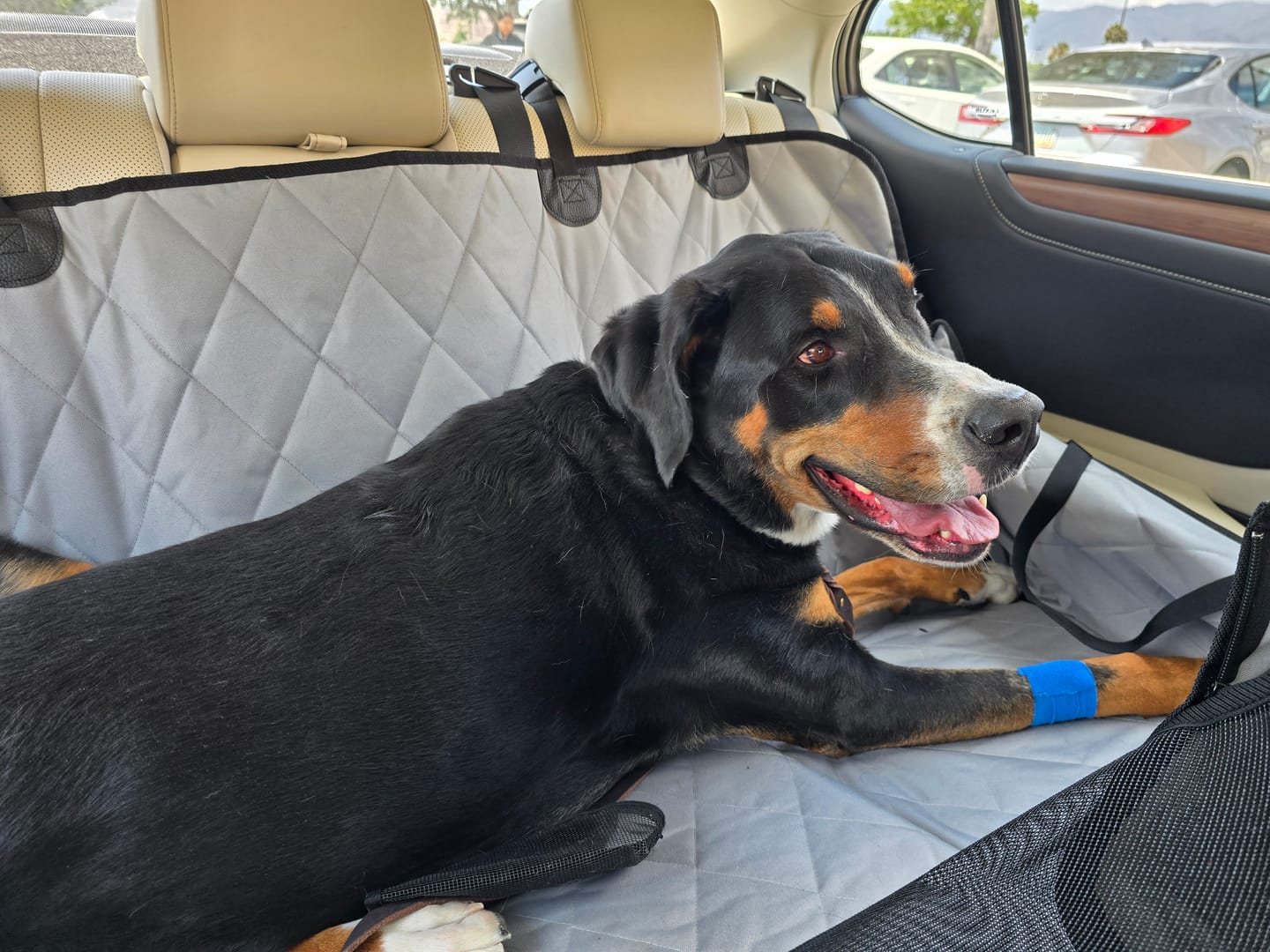 Customer photo review of 4Knines Hard Bottom Extender Car Seat Cover for Dogs - Regular