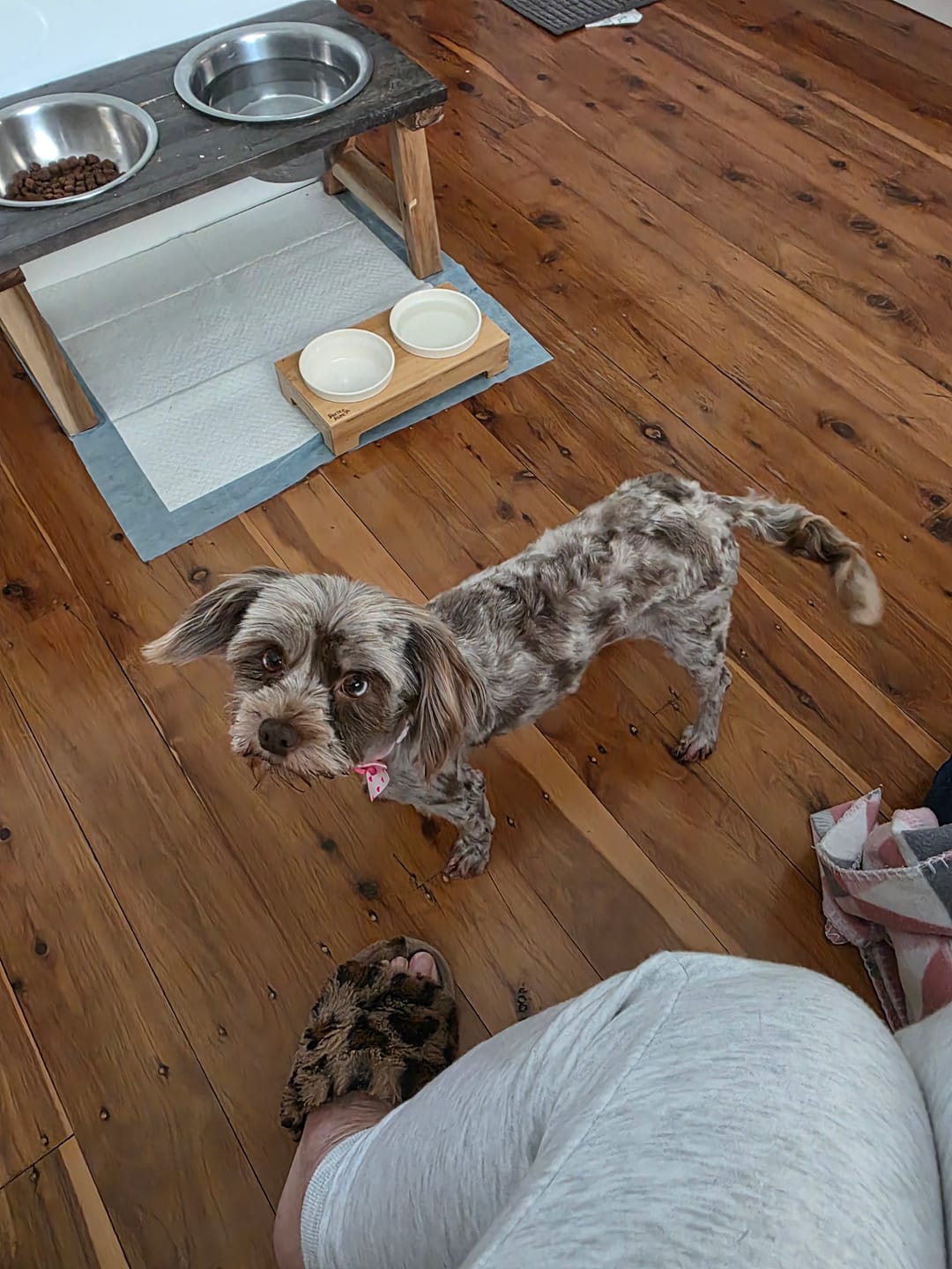 Customer photo review of Best Dog Hair Clipper | Fur King 2000 | Over 200 Australia Reviews