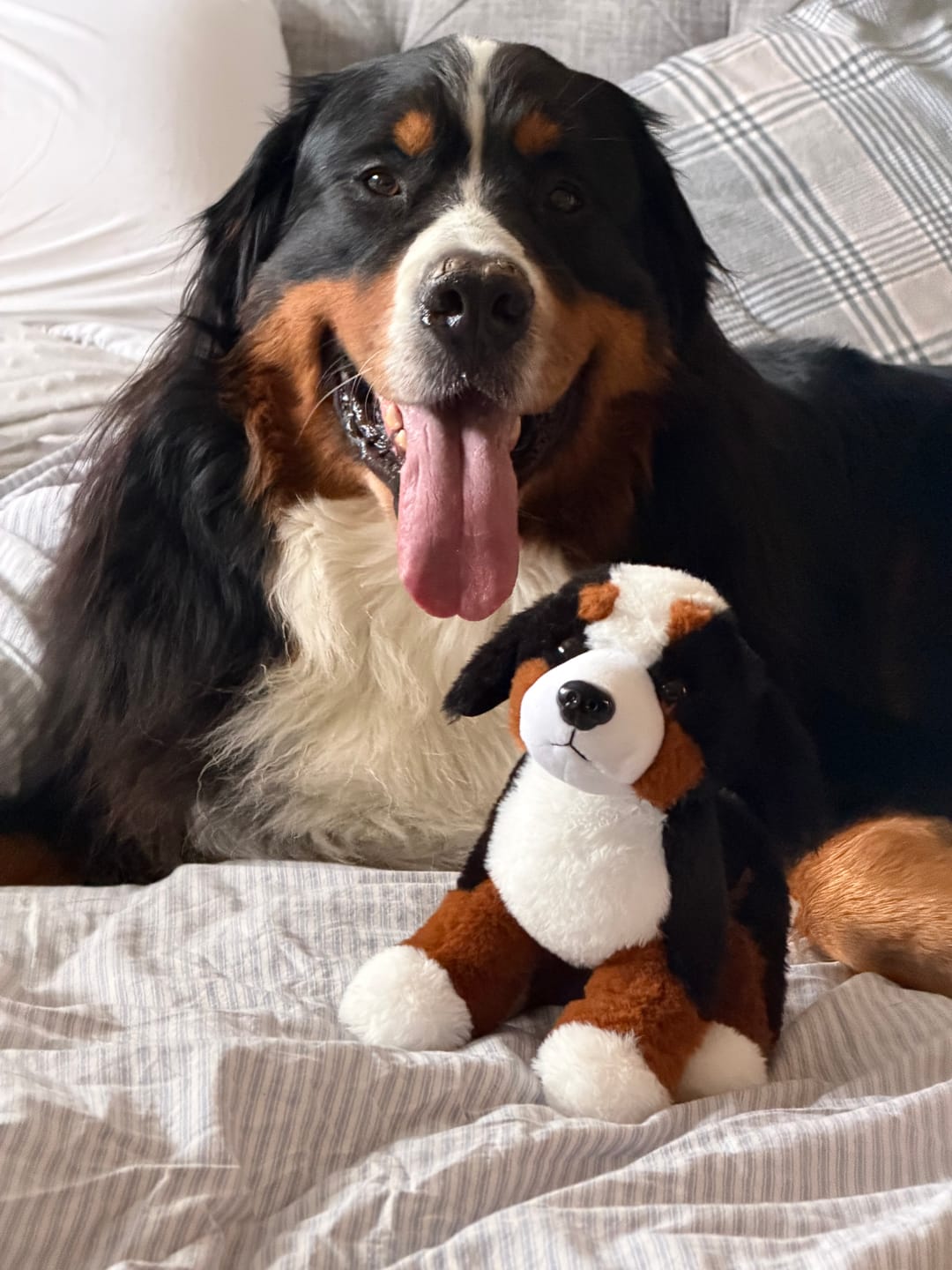 Customer photo review of Himalayan Yak Chew (EXTRA LARGE)
