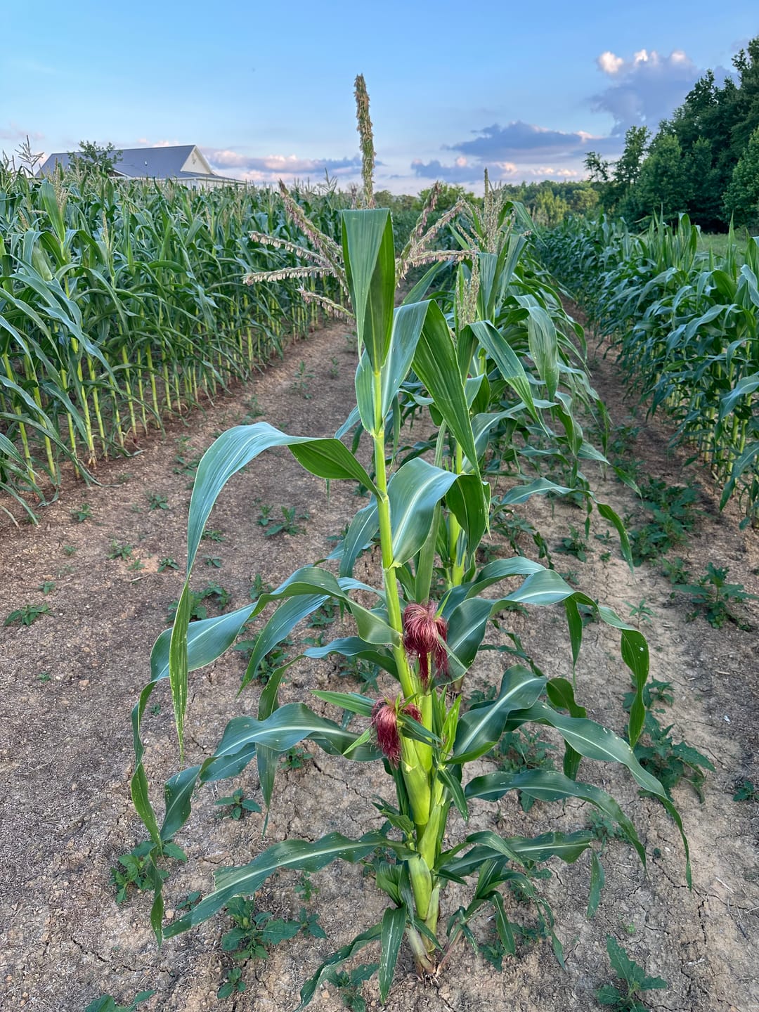 Customer photo review of *Revision Attribute II Sweet Corn (Roundup Ready)