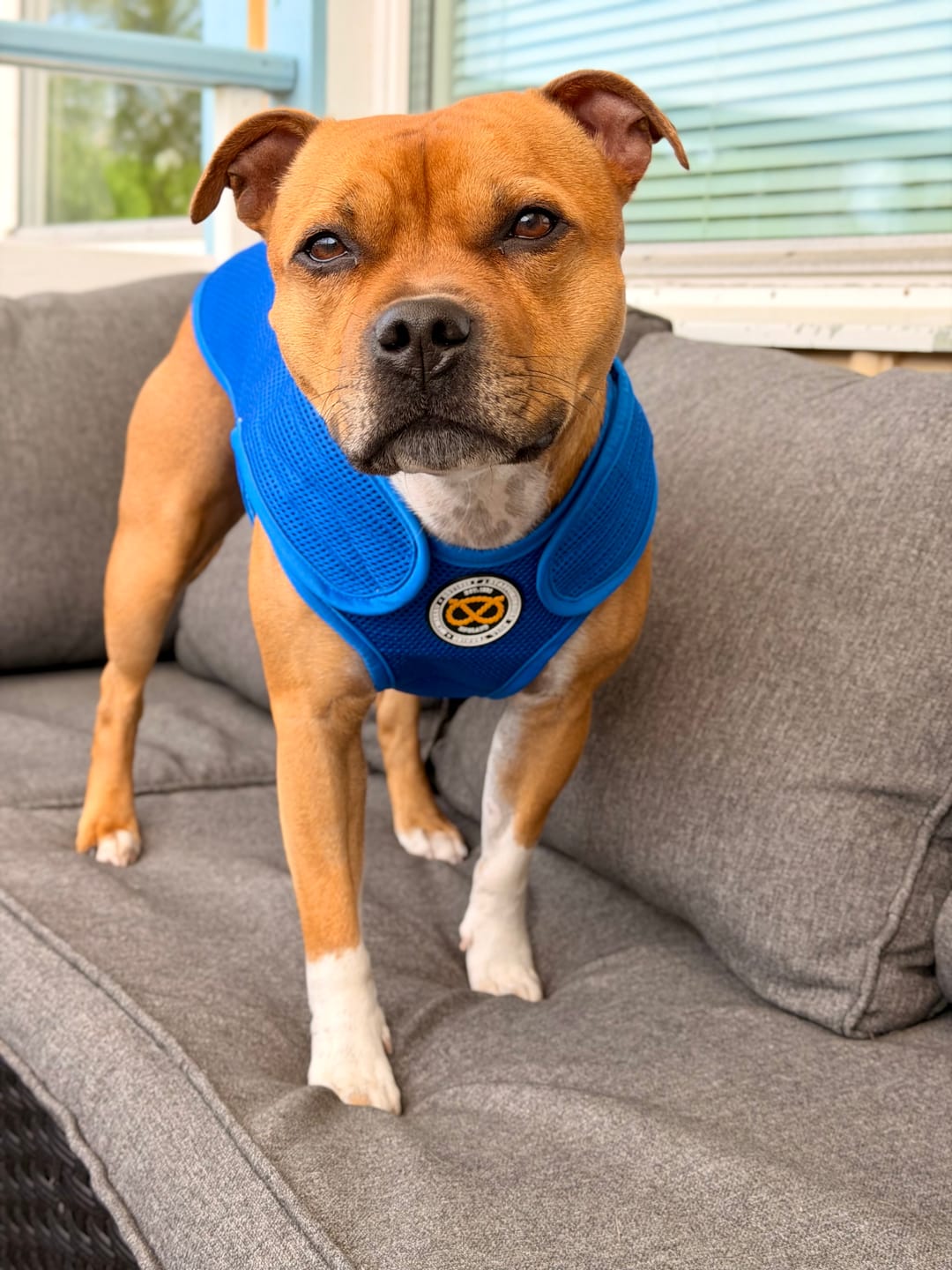 Customer photo review of Staffordshire Bull Terrier 1935® Cooling Vest - Blue