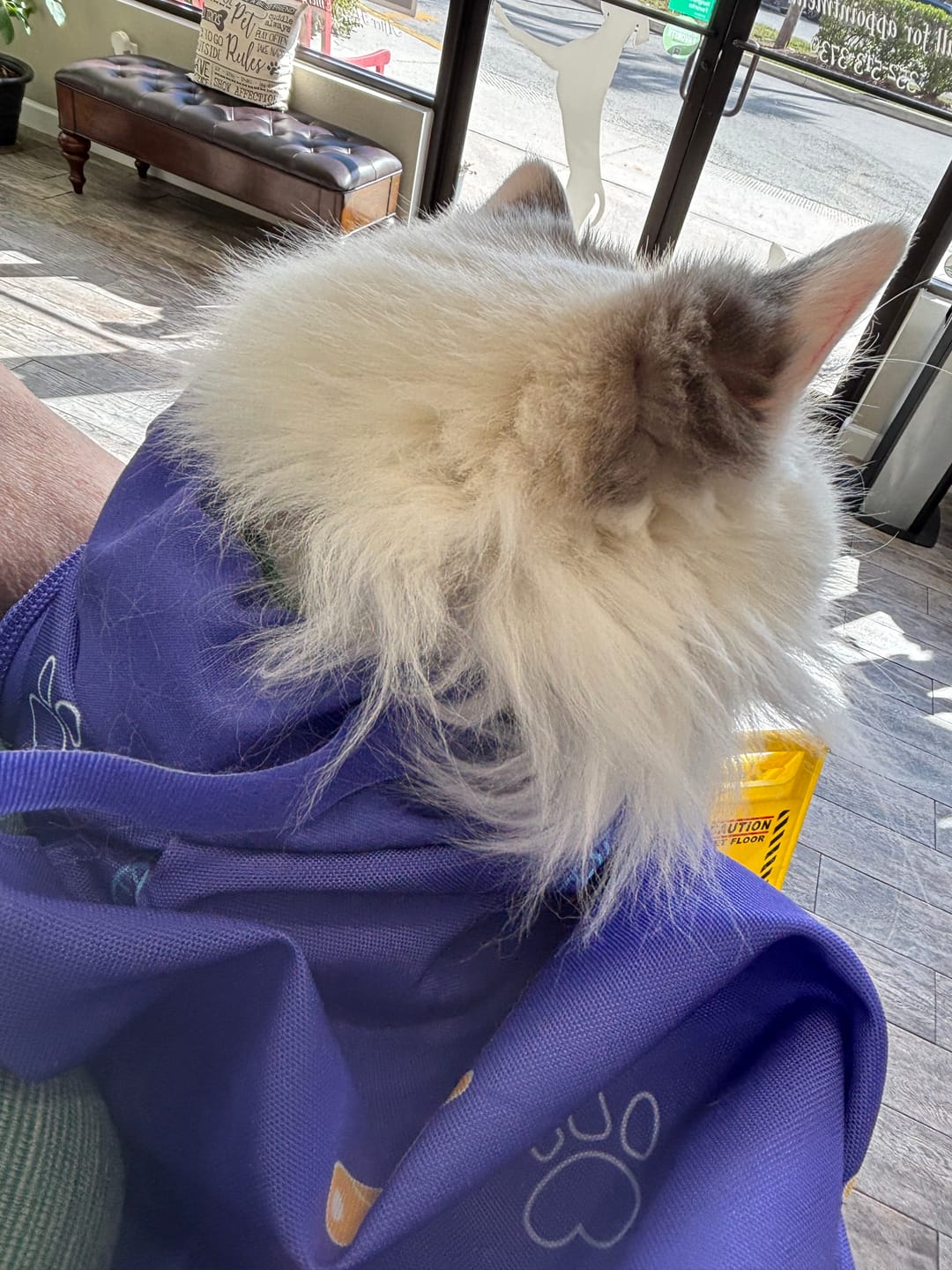 Customer photo review of Kitastic Cat Carrier