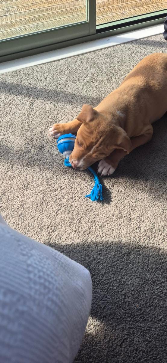 Customer photo review of Motion Ball