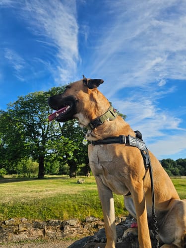 Customer's large dog sitting outdoors wearing the black ParoPet No Pull Dog Harness.