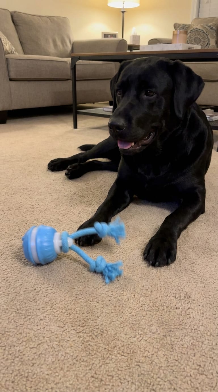 Customer photo review of Motion Ball