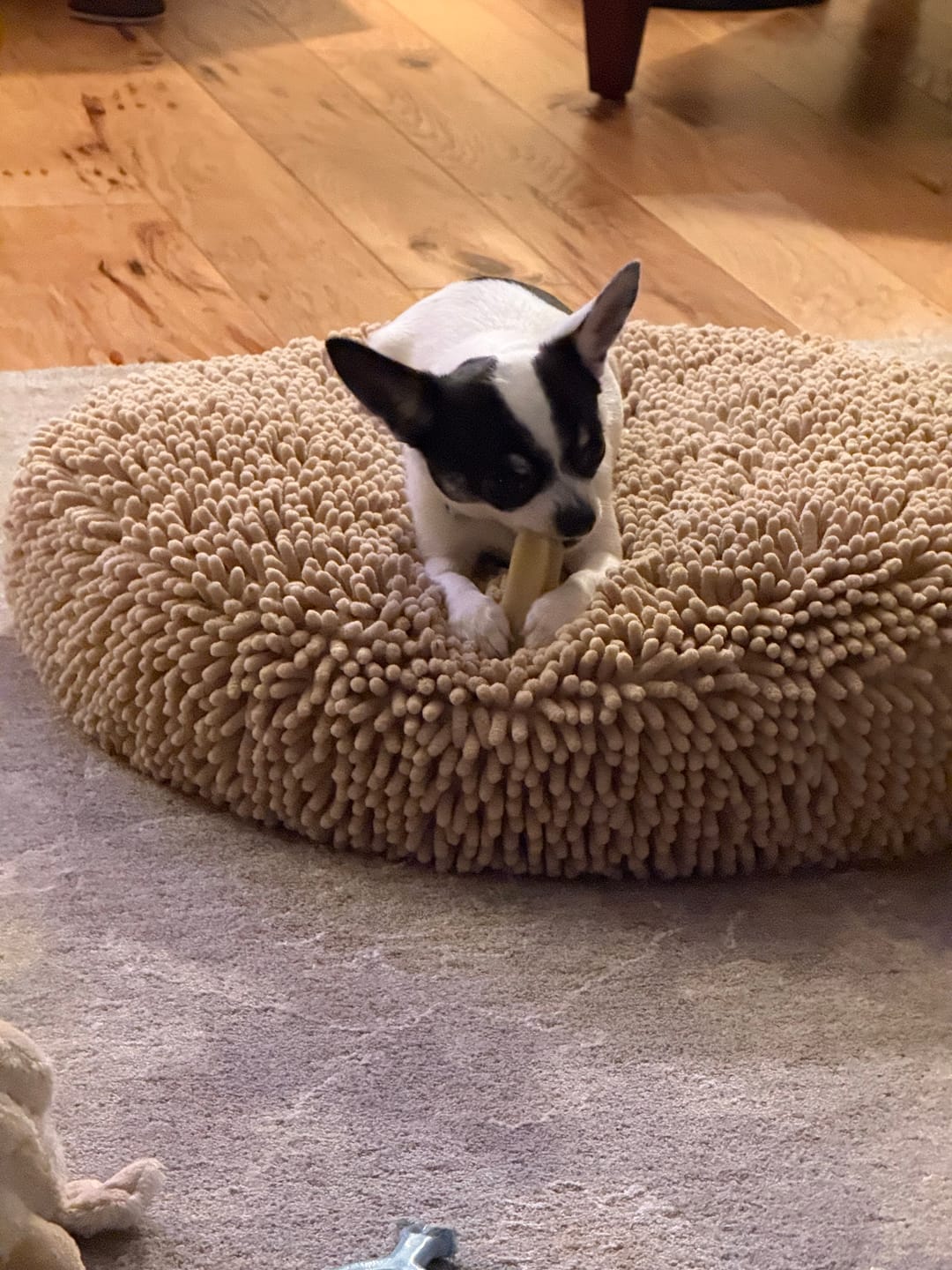 Customer photo review of Himalayan Yak Chews — All Natural, All Sizes | Small to Giant Dogs
