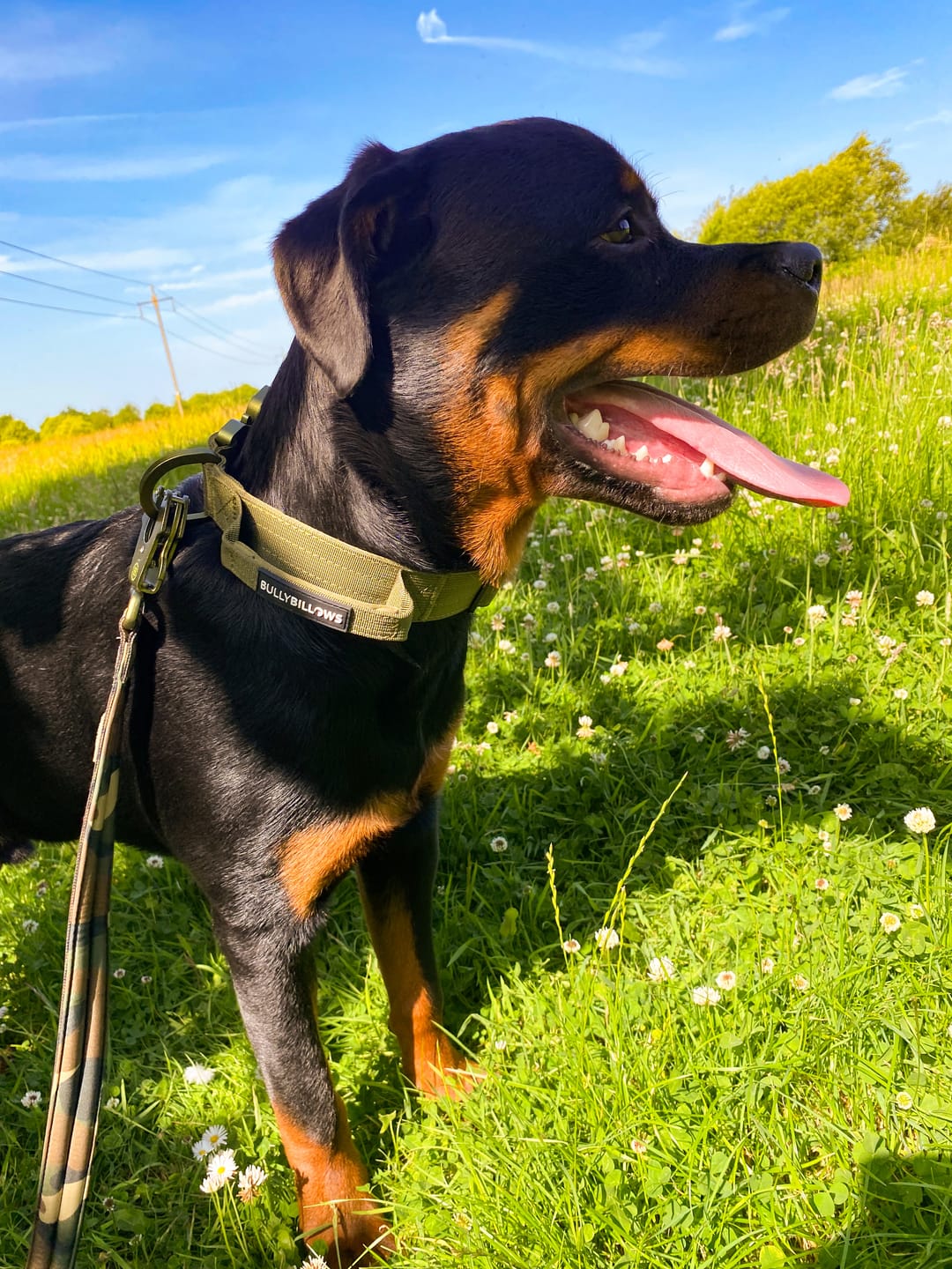Customer photo review of 1.2m Mini Combat® Lead | Camouflage Green