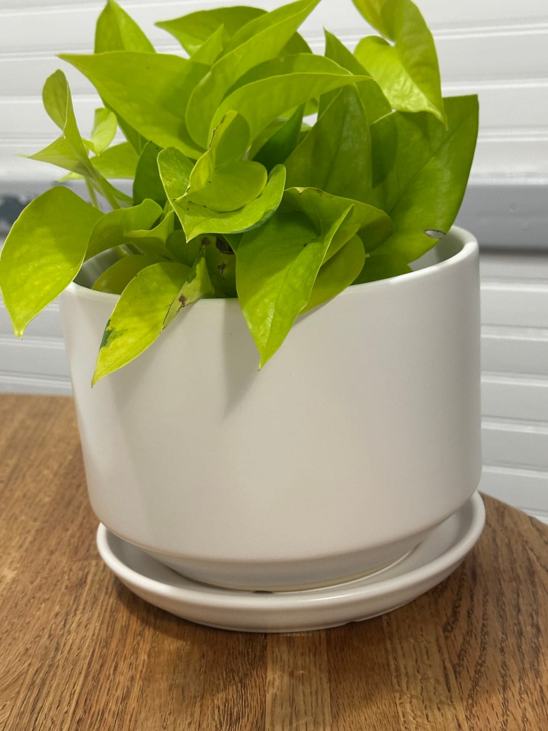 Customer photo review of Pothos Epipremnum aureum 'Neon'