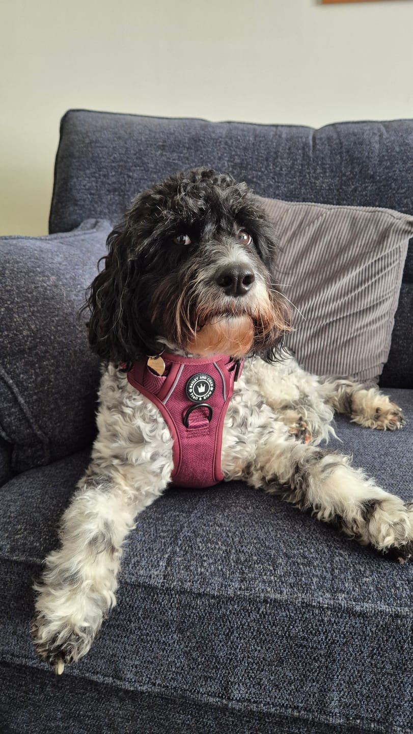 Customer photo review of Adjustable Collar - Mulberry Tweed