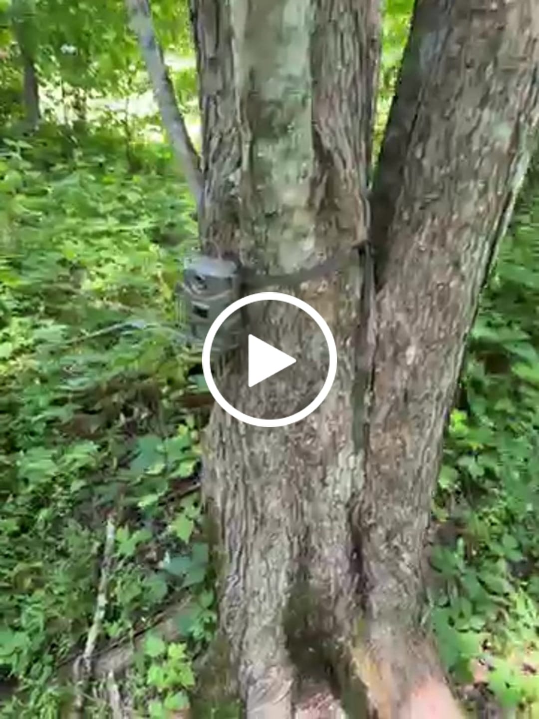 Customer video review of 3 for $39.99! - Tasco 12MP with Low Glow Infrared Flash Trail Camera