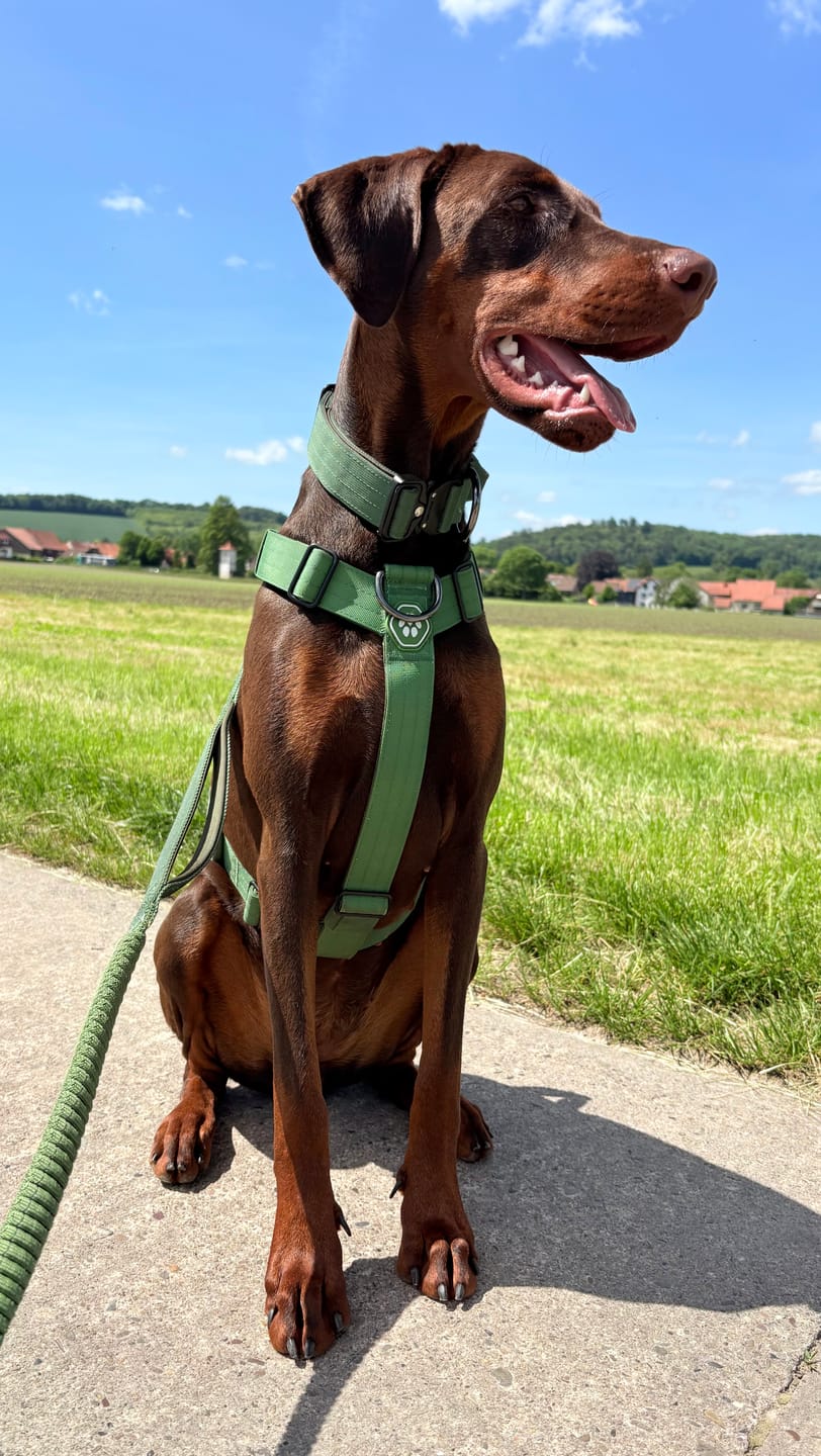 Customer photo review of Comfort Control No-Pull Dog Harness and Multipurpose Leash Sets
