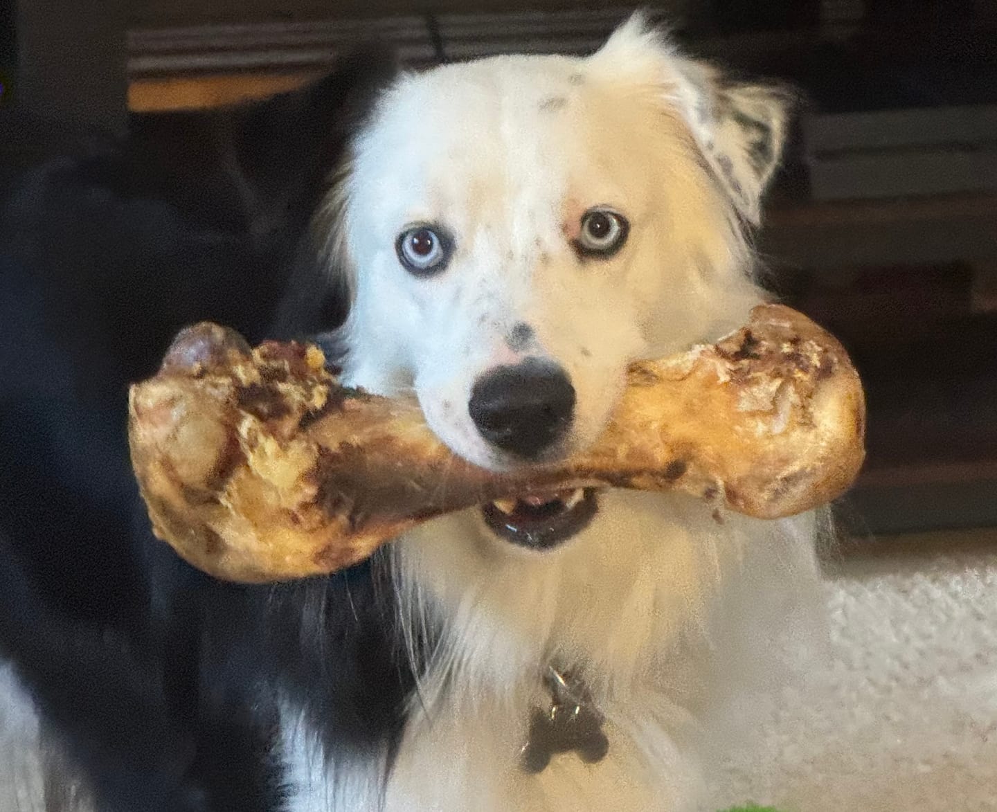 Customer photo review of Ostrich Hip Bone (12" x 5"x 3”): The Durable, Flavor-Packed Chew for Medium & Large Dogs