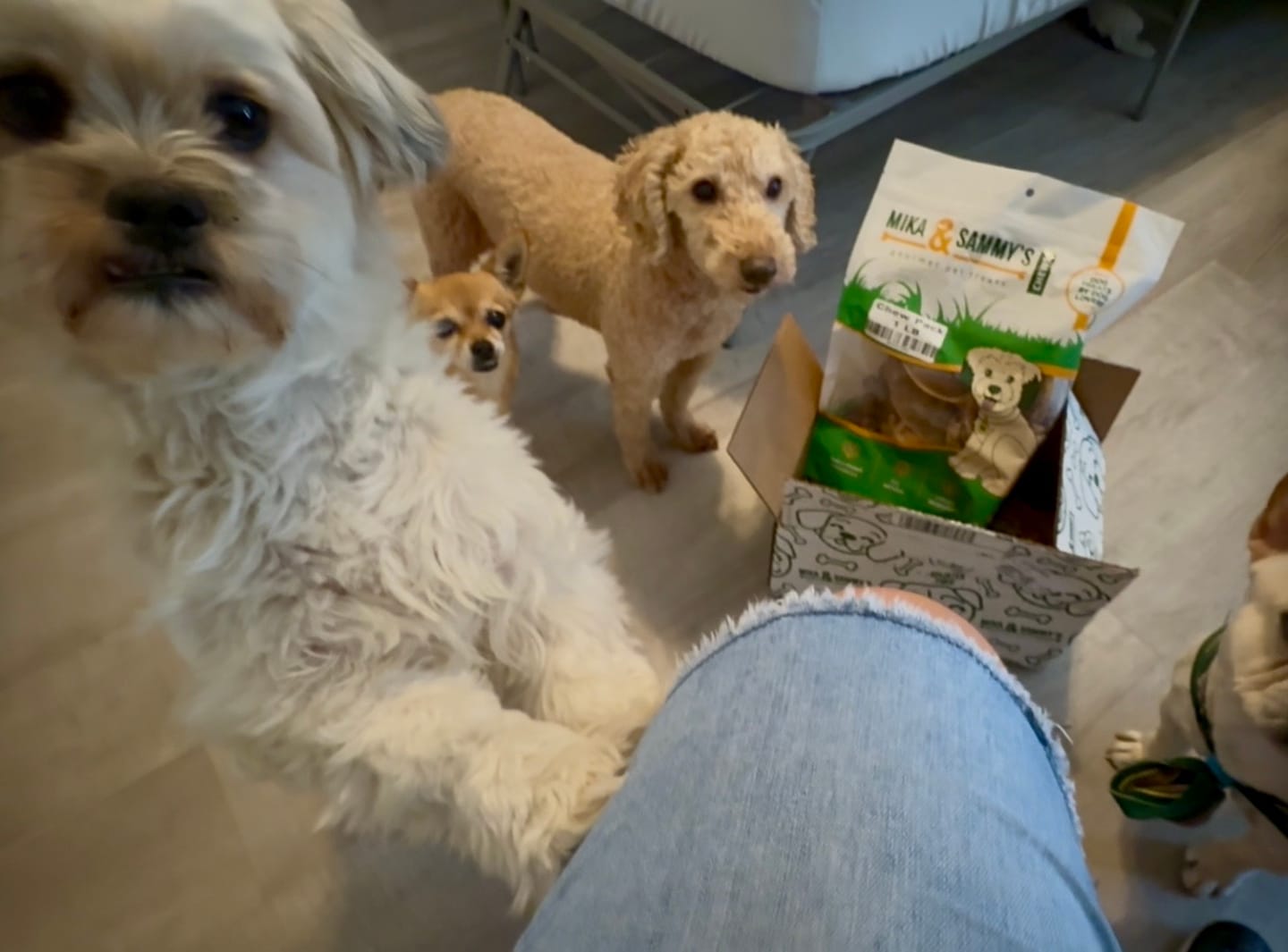 Customer photo review of Gift Bundle: 2 Large Yak Chews and a 6" Hickory Smoked Bully Stick