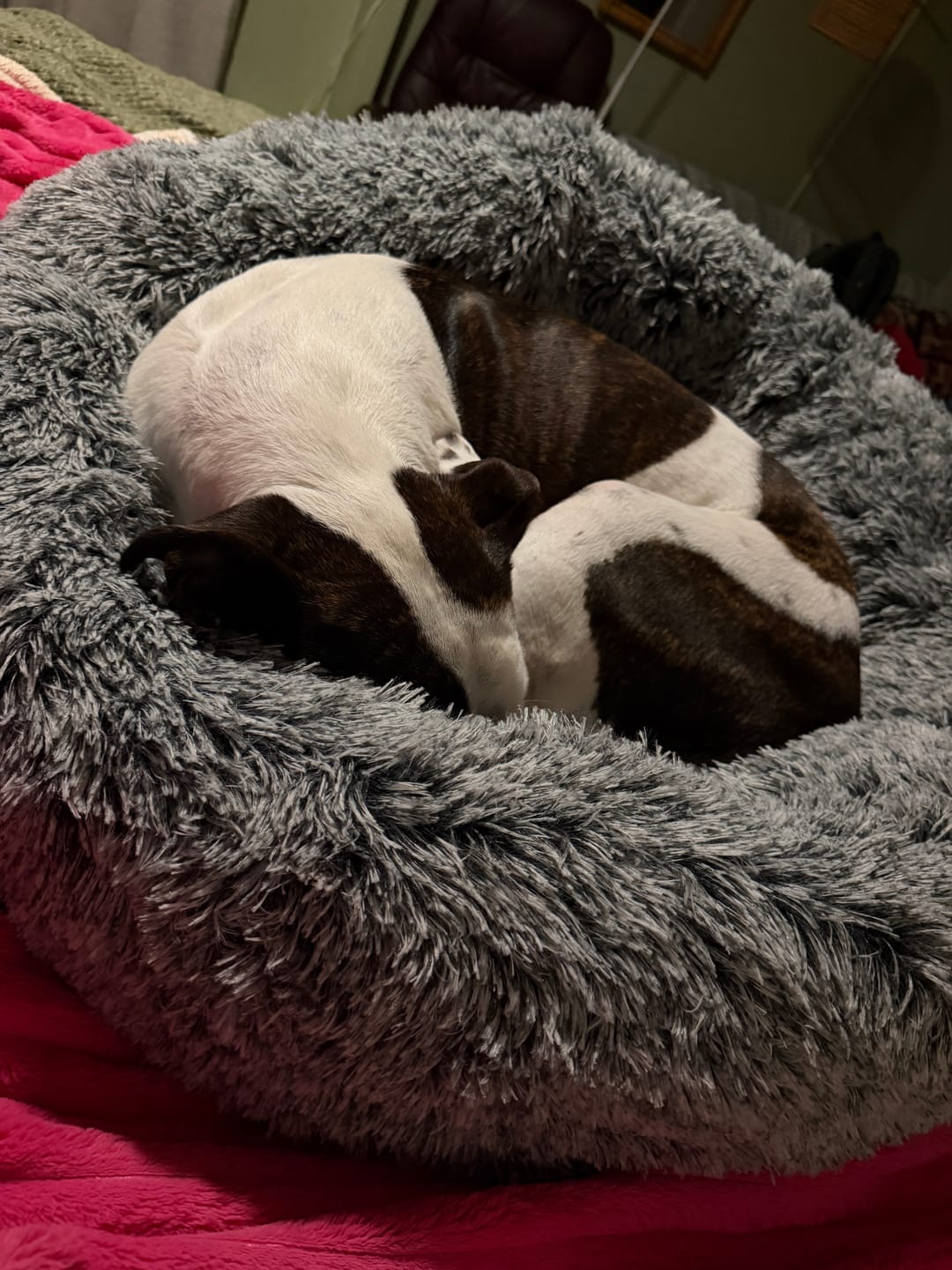 Customer photo review of Calming Pet Bed with Removable Cover