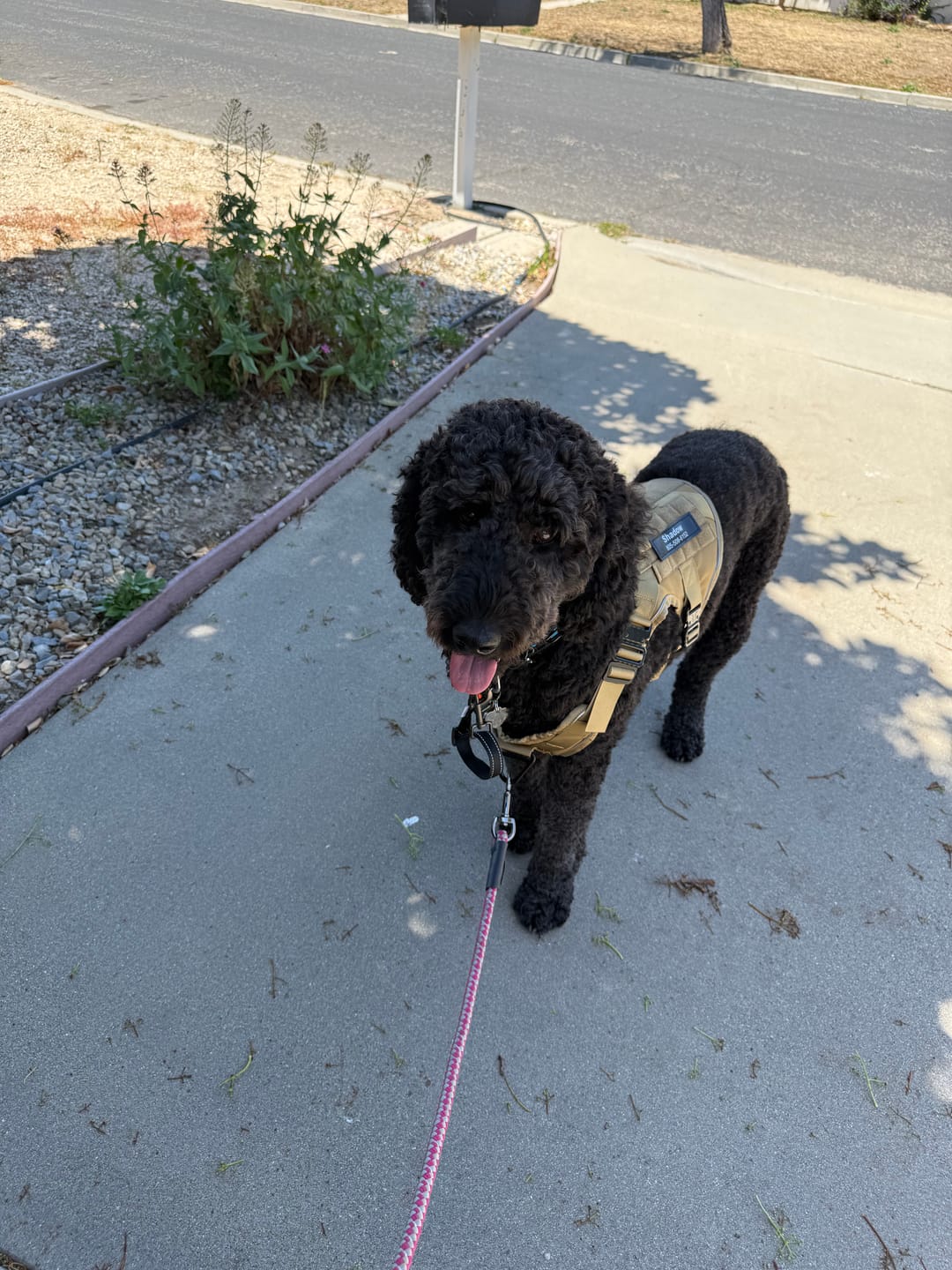 Customer photo review of NEW Upgraded Tactical No-Pull Team K9® Dog Harness with 4 Quick-Release Metal Buckles, Reinforced Front & Back V-Rings, Hook & Loop Panels, Adjustable Straps, Reflective Strips, & Top Handle