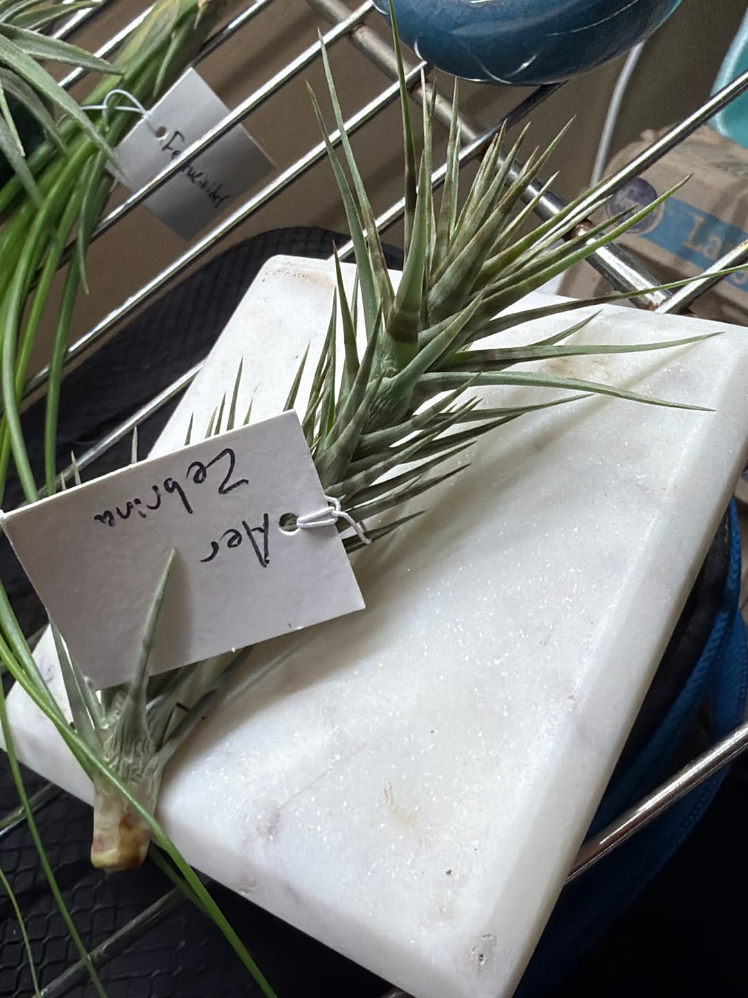 Customer photo review of Aeranthos 'Zebrina'  *NEW WORLDWIDE RELEASE!*