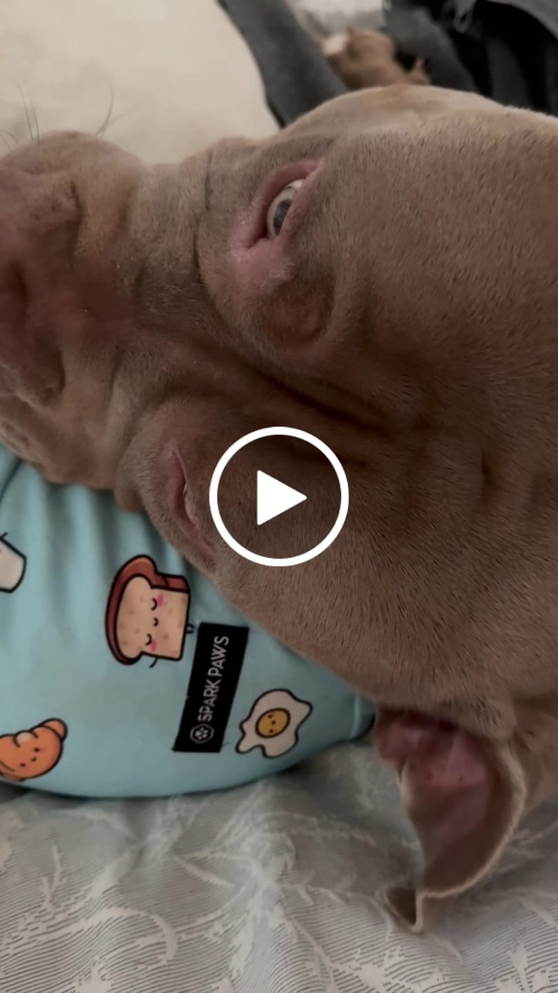 Customer video review of Dog Pajama - Breakfast Blue