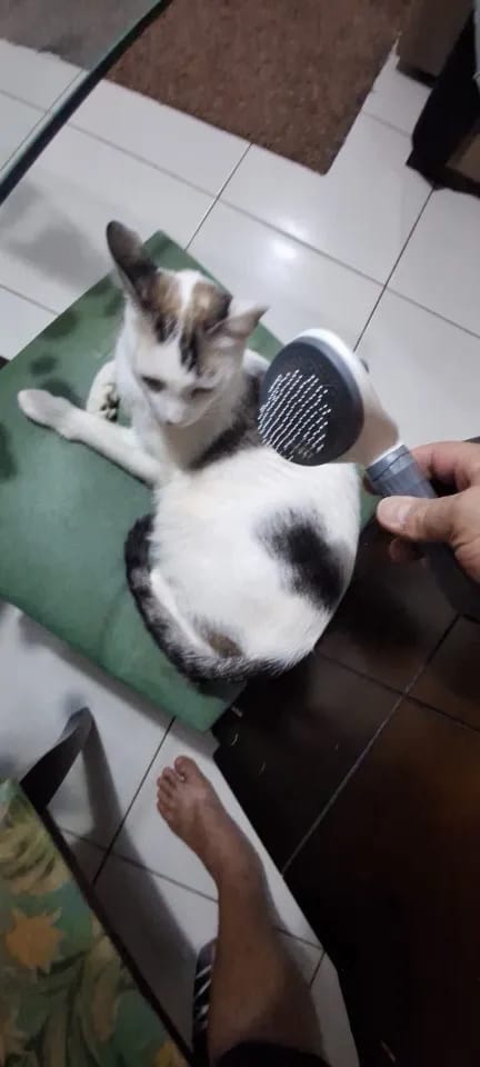 Customer photo review of Self Cleaning Pet Grooming Brush for Dogs and Cats