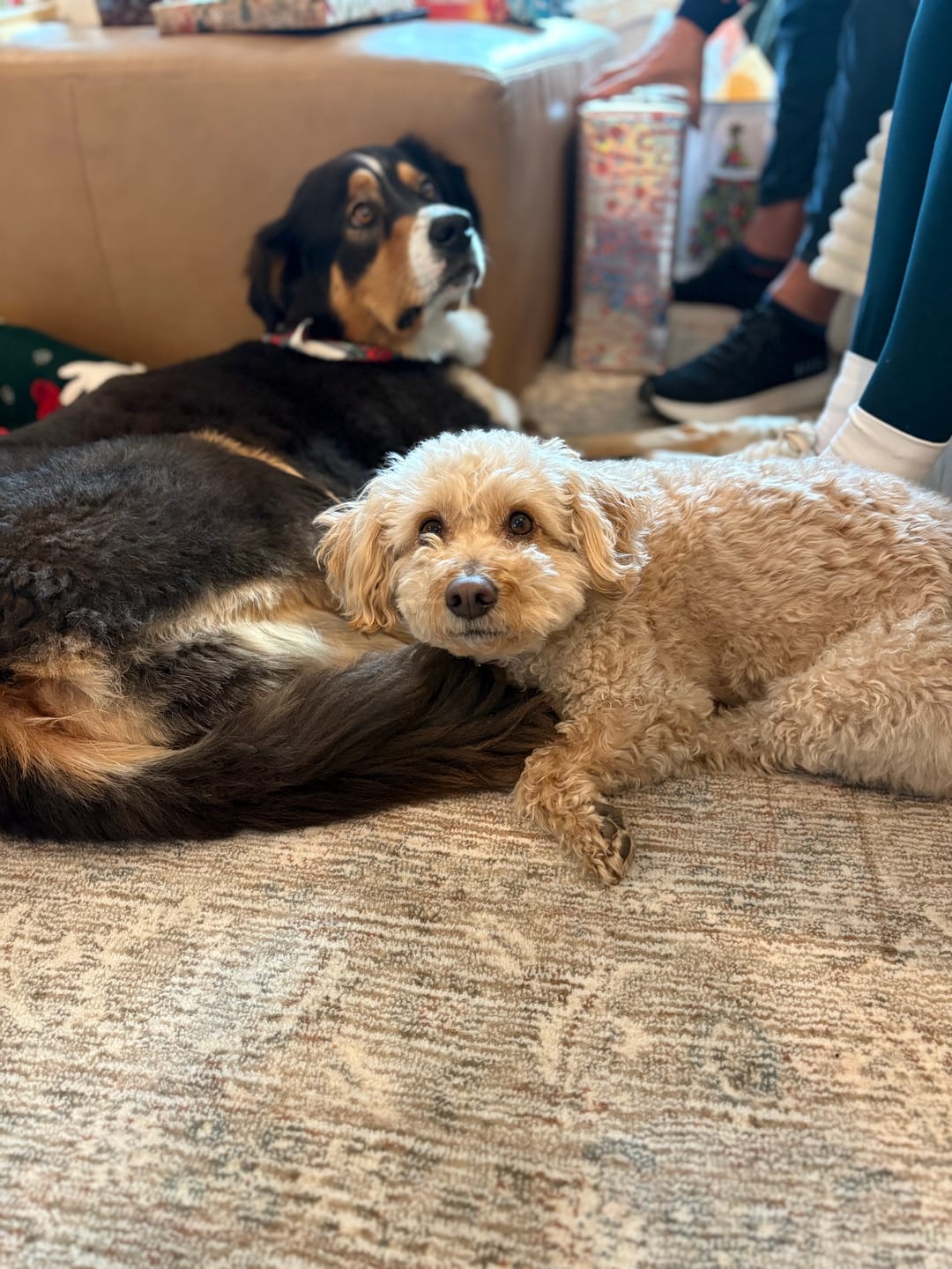 Customer photo review of Bark-Less Bites