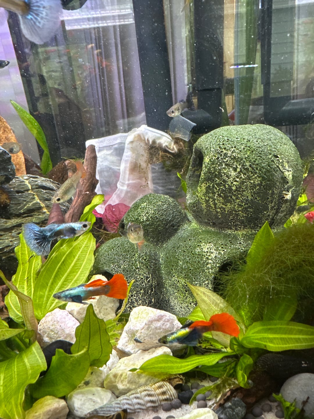 Customer photo review of Half Black Red Rose Guppy Fish
