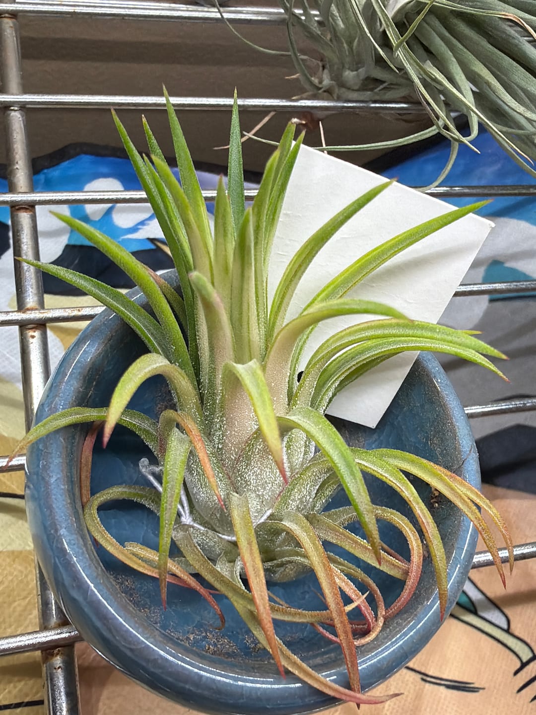 Customer photo review of Ionantha Variegata  Rare Ionantha Form *50% OFF*