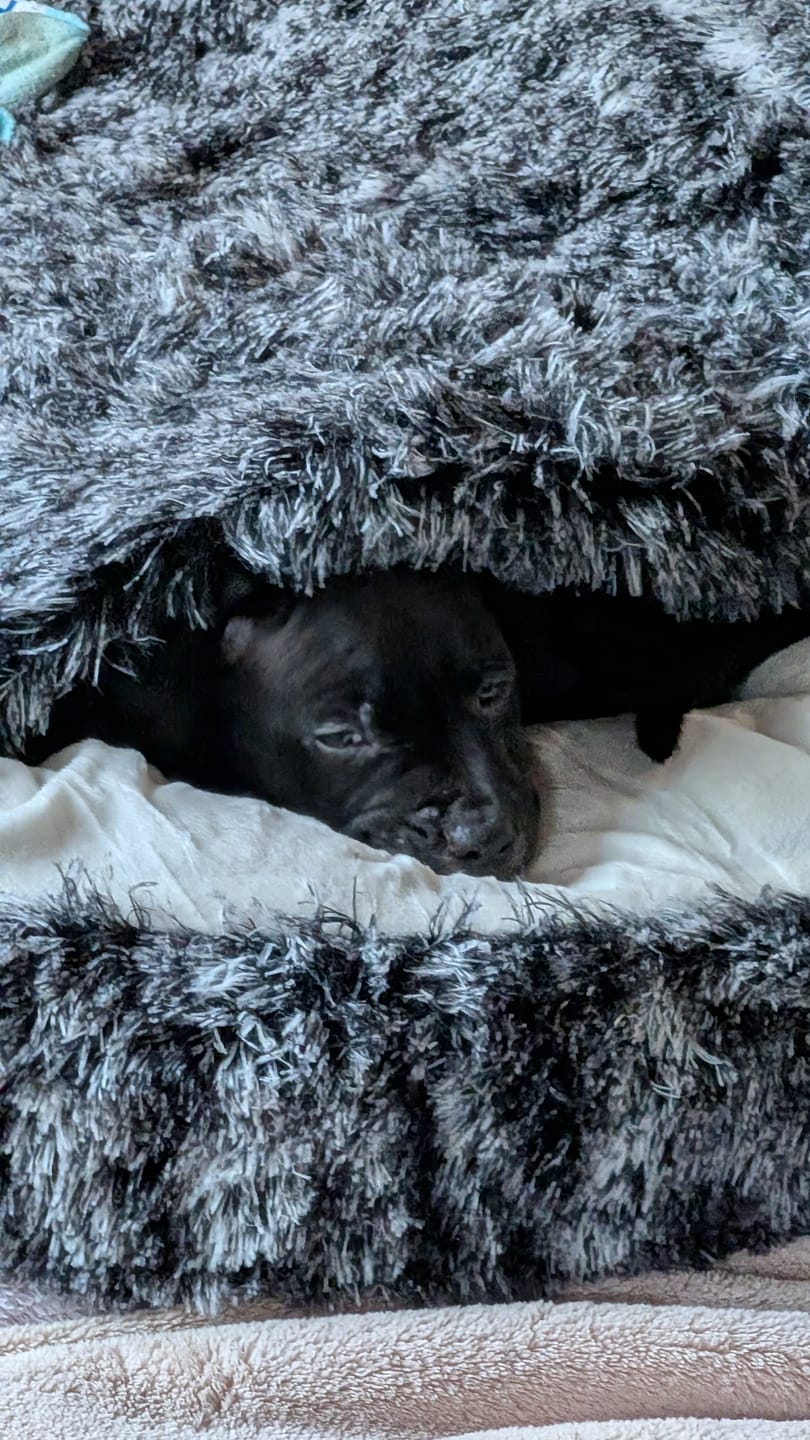 Customer photo review of Pet Cave Dog Bed - Removable Cover