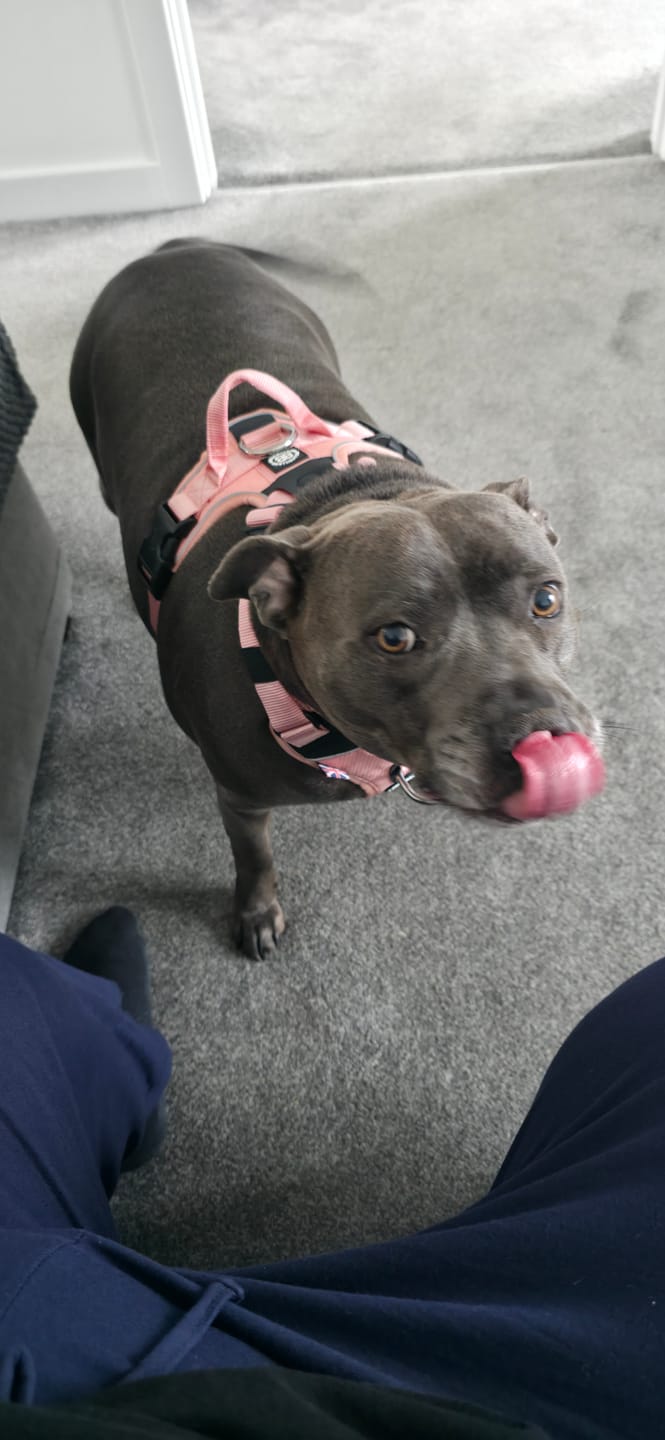 Customer photo review of Anti Pull Hurricane Harness Lighter | With Handle - Pink