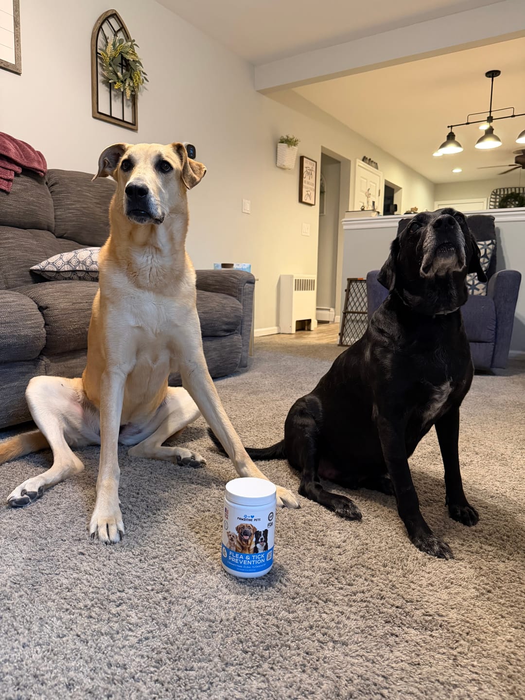 Customer photo review of Flea and Tick Prevention for Dogs – 120 Soft Chews