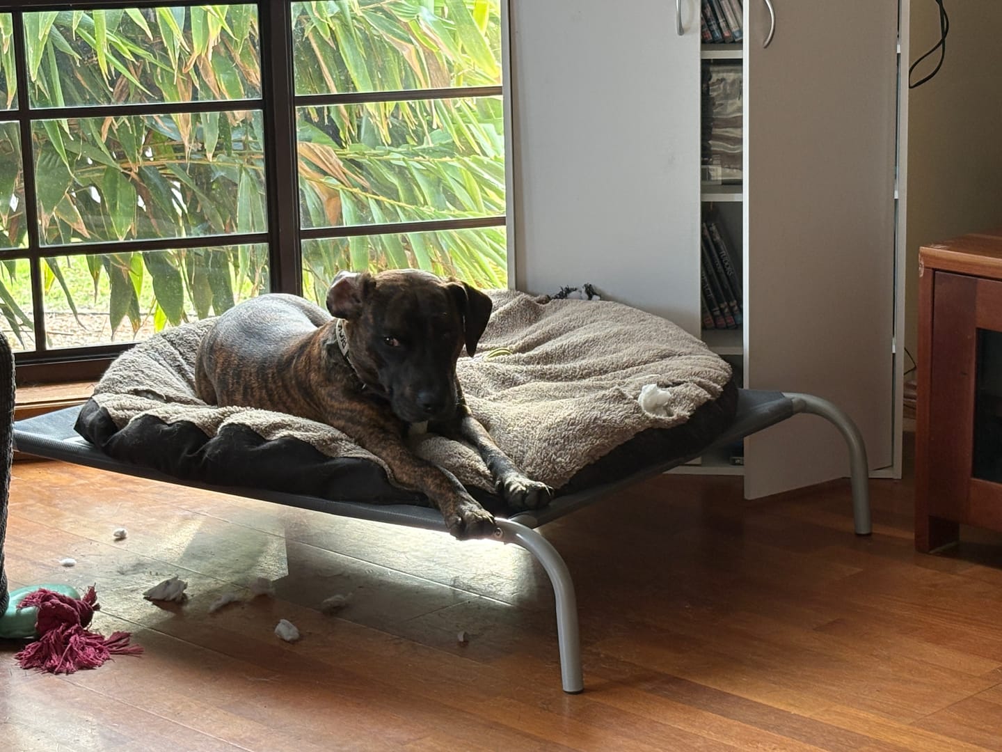Customer photo review of Outdoor Dog Bed - Pet Trampoline