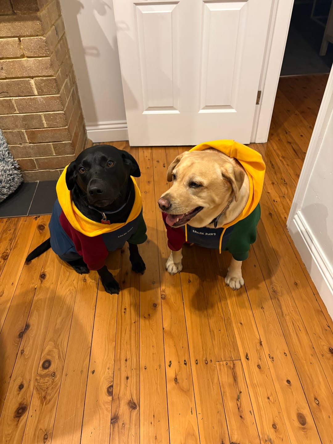 Customer photo review of Primary Color Block Dog Hoodie