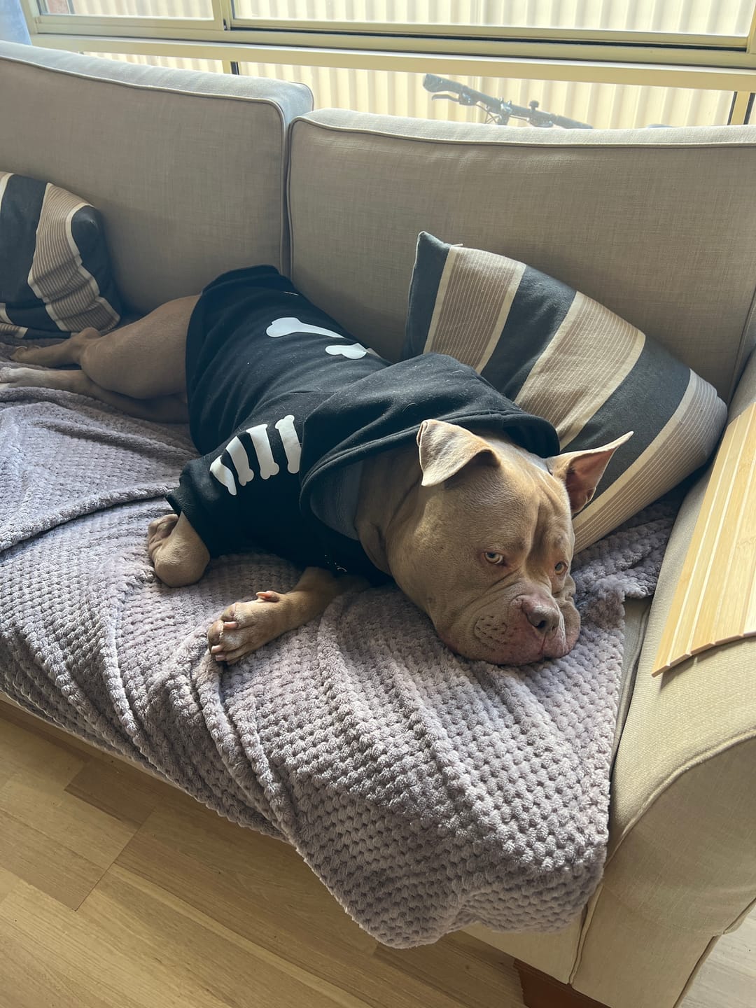Customer photo review of "WOOF" Dog Hoodie - Black & Reflective