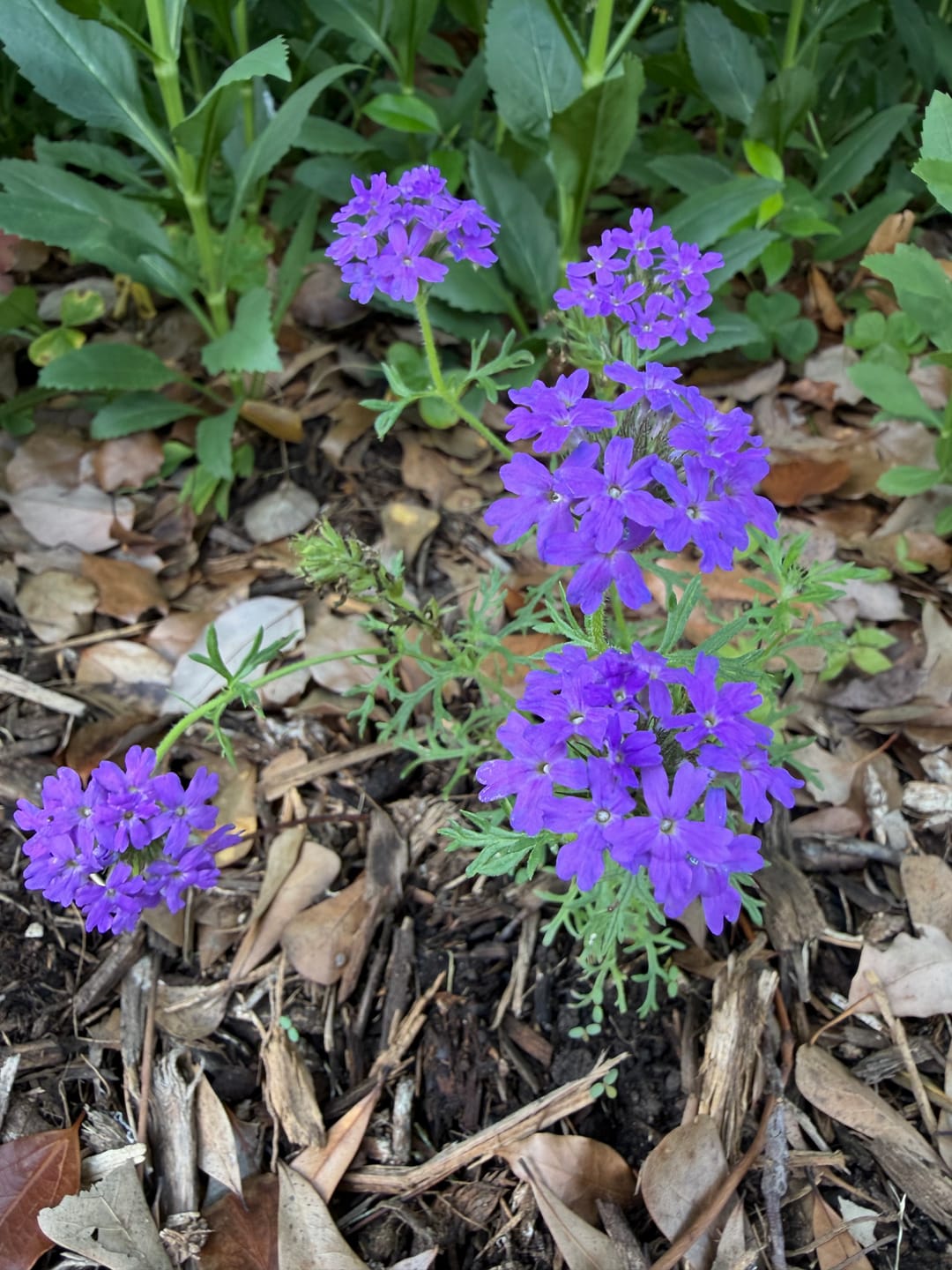 Customer photo review of Purple Coneflower