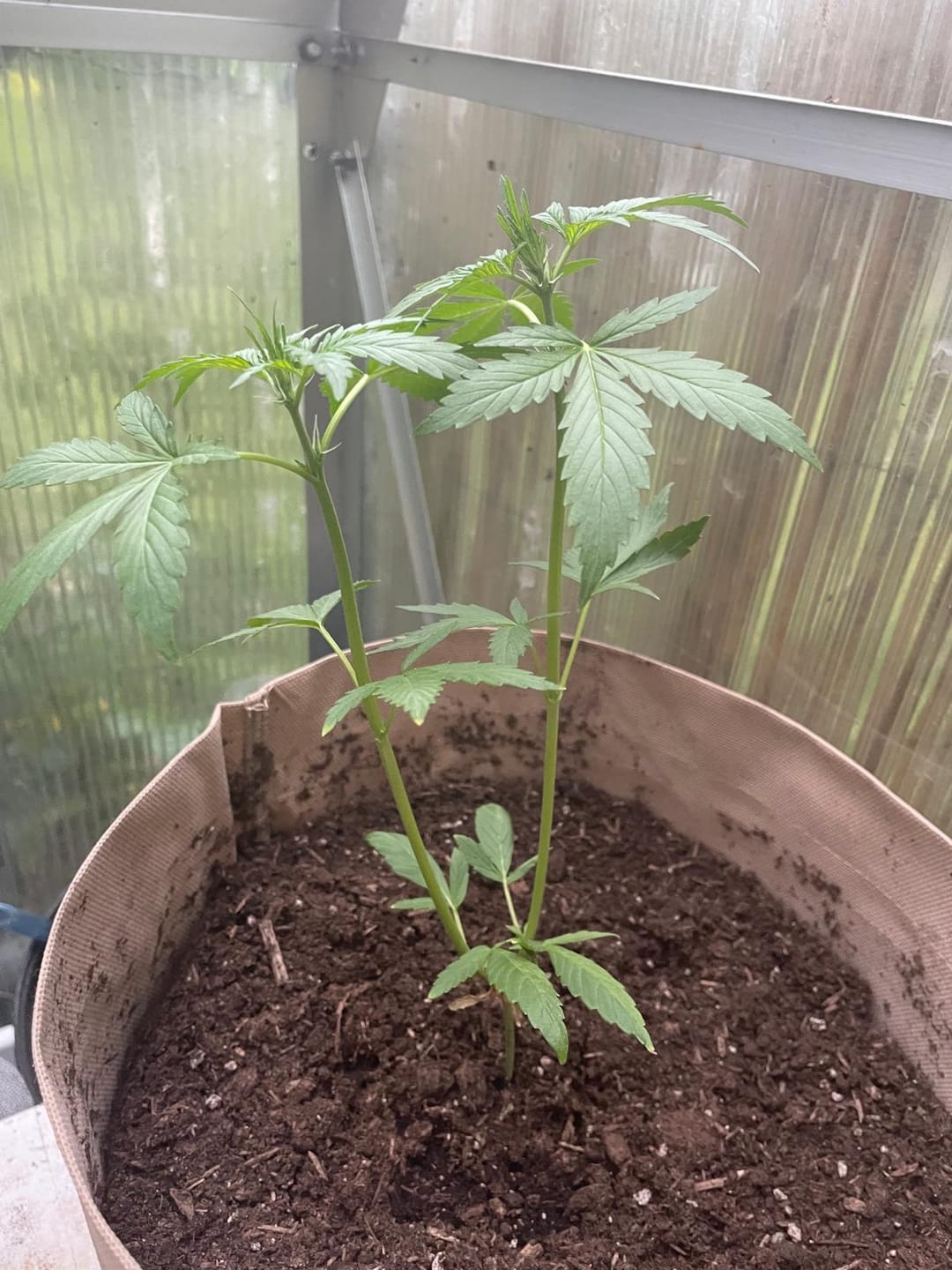 Customer photo review of Root Heaven Stoff Topf