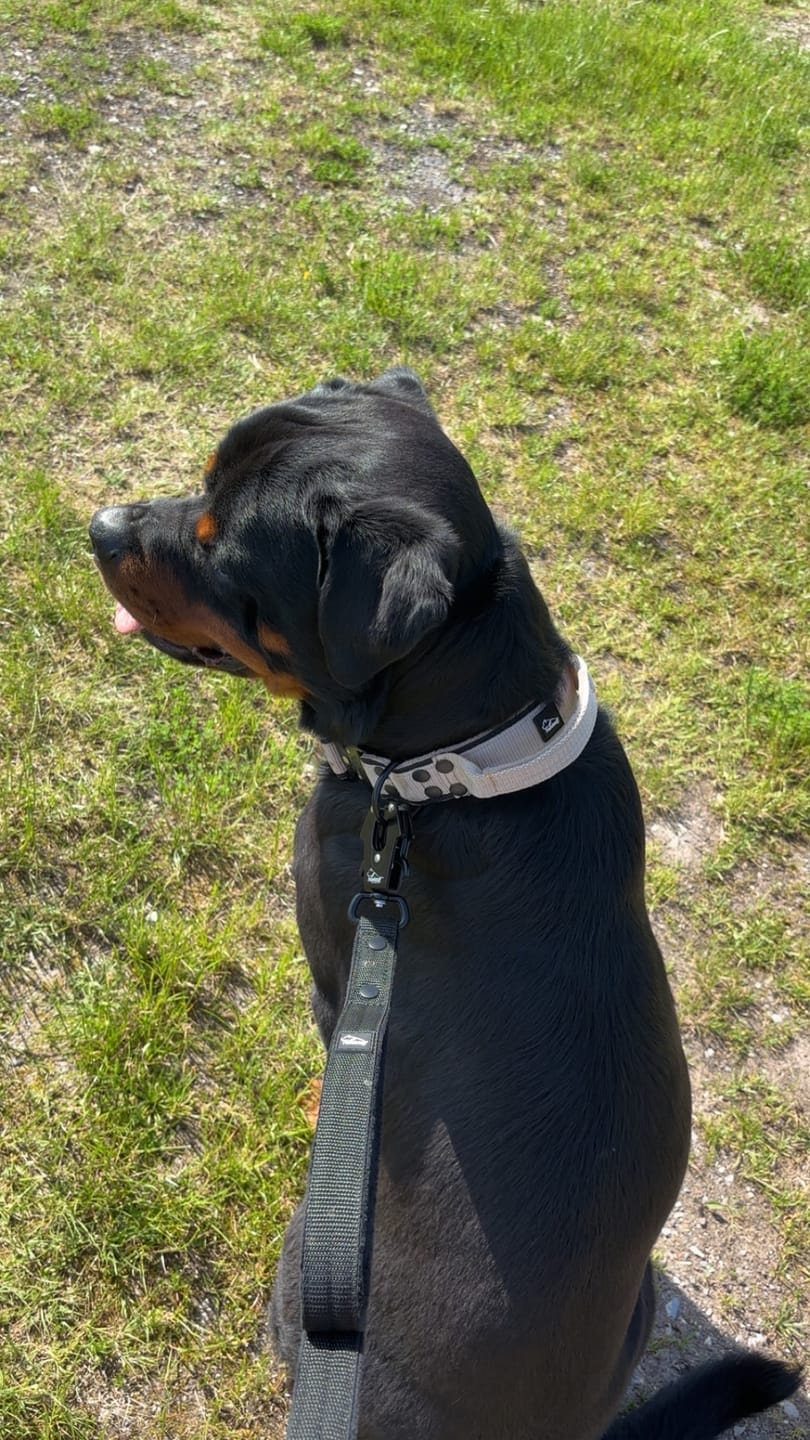 Customer photo review of Extreme Buckle Black Edition Beige - Starkt och säkert halsband