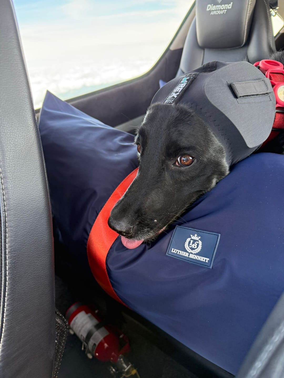 Customer photo review of Travel Dog Pod XL - Now With Isofix