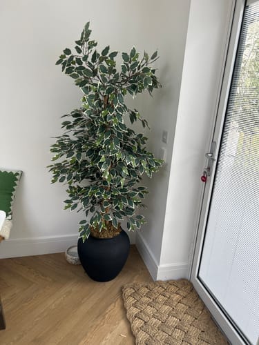 Customer's large black Iron Etta Pot with a tall, leafy tree inside, placed in the corner of a room.